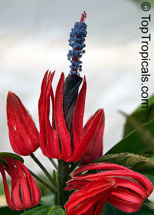 Pavonia multiflora Zodiac lucky plant - Virgo