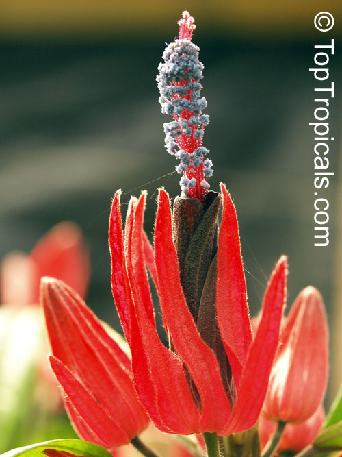 Pavonia multiflora, Triplochlamys multifora, Brazilian candles