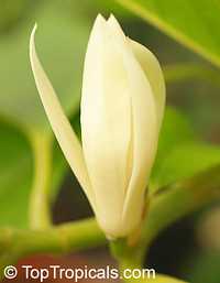 Magnolia sirindhorniae, Magnolia

Click to see full-size image