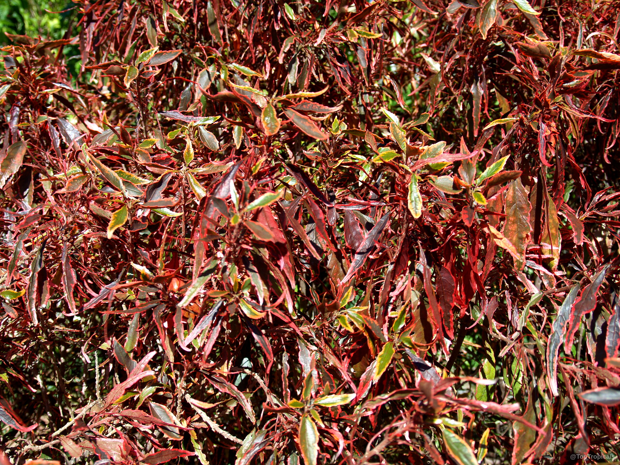 Acalypha godseffiana (Copper Leaf) foliage with narrow pointed leaves in shades of red and yellow Acalypha godseffiana (Copper Leaf) plant with dark red and yellow variegated pointed leaves dense shrub