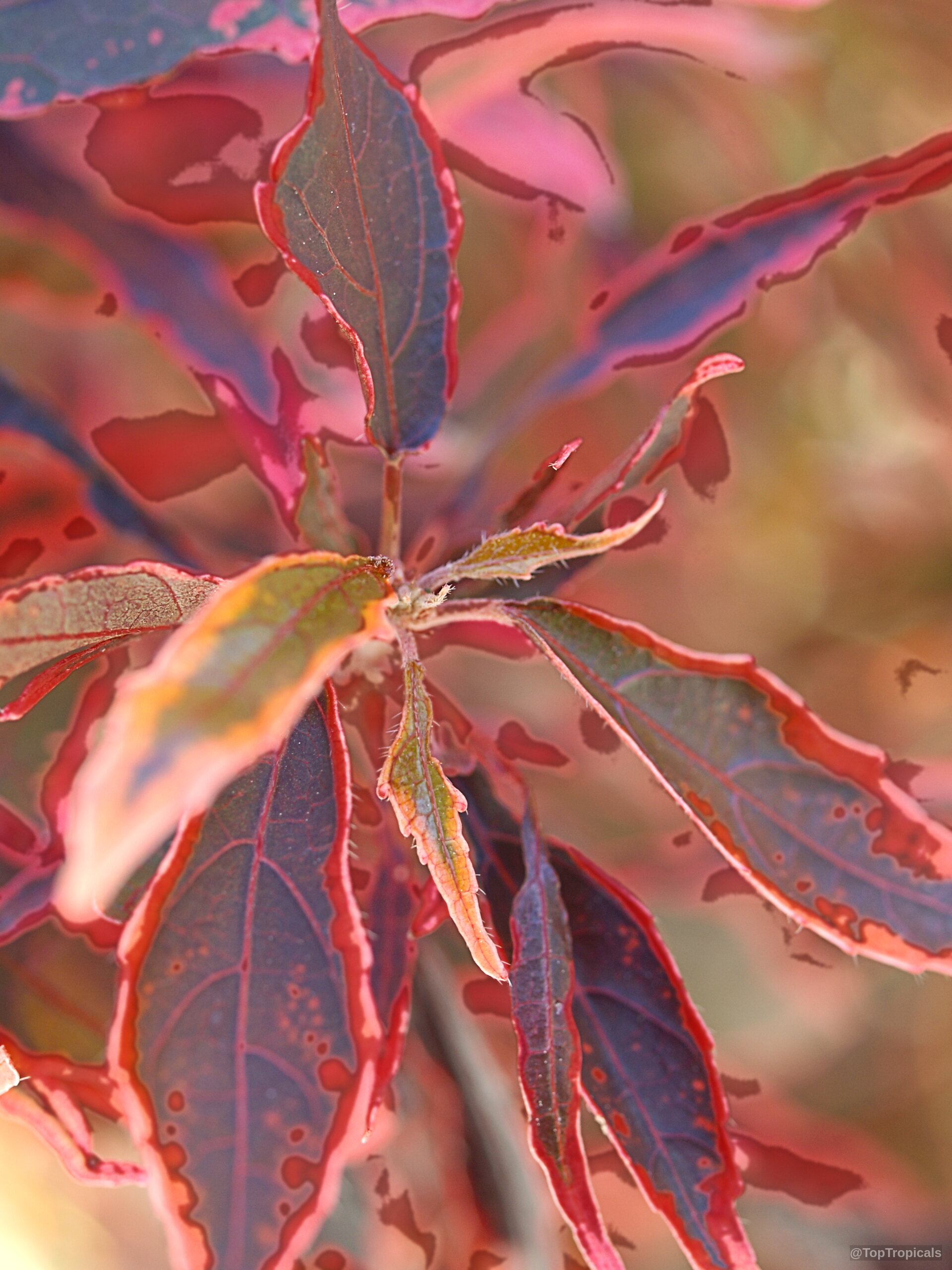 Acalypha godseffiana (Copper Leaf) with intense red edges on narrow dark purple pointed leaves. Acalypha godseffiana (Copper Leaf) red and purple leaves in a close up plant photo