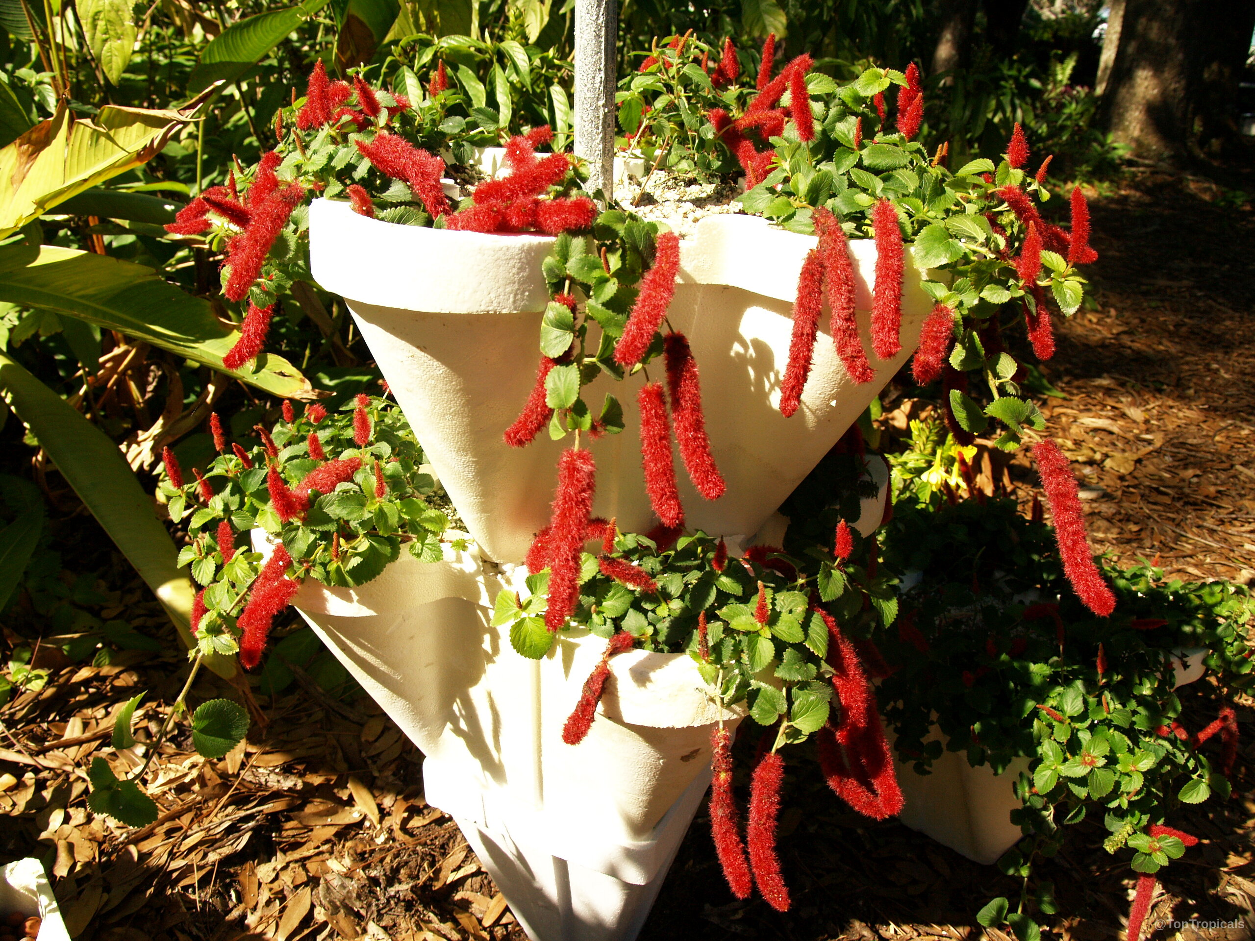 Acalypha hispaniolae (Strawberry Firetails) in a white stacked planter with trailing red flower spikes. Acalypha hispaniolae (Strawberry Firetails) plant with numerous dangling red flower spikes in stacked container.