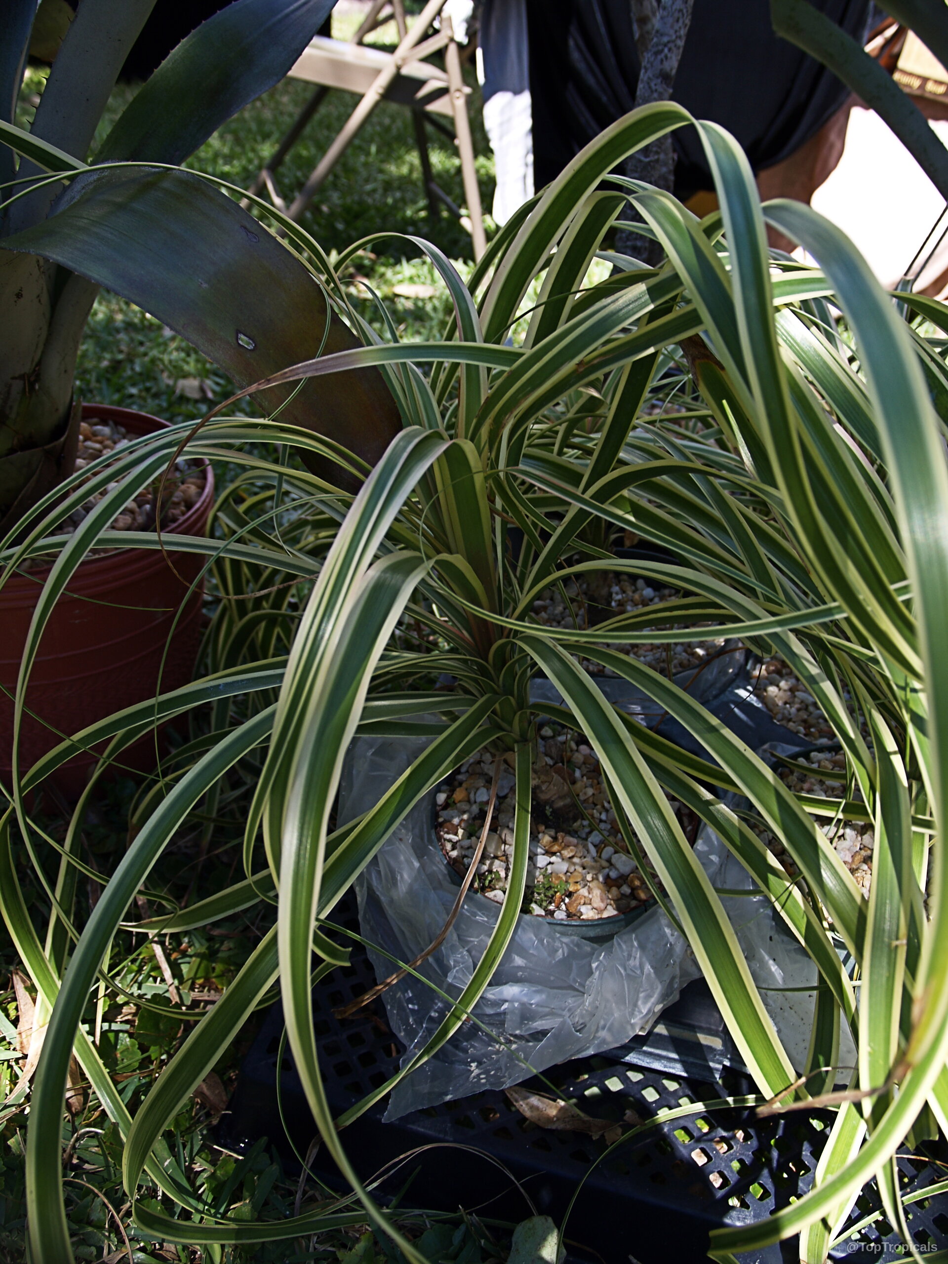 Beaucarnea guatemalensis (Red Ponytail Plant) with long arching foliage in a small plastic container pot Beaucarnea guatemalensis (Red Ponytail Plant) green leaves plant growing in a small plastic nursery pot
