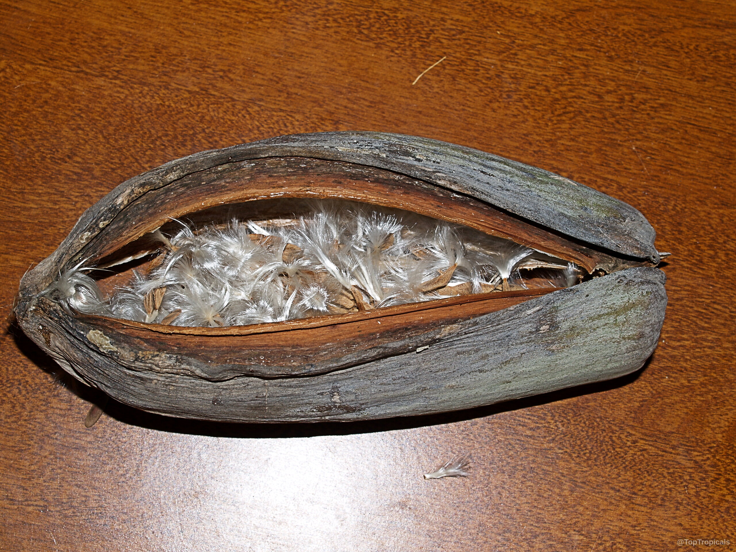 Beaumontia grandiflora (Easter Lily Vine) woody fruit pod splitting open to expose white fluffy seeds. Beaumontia grandiflora (Easter Lily Vine) gray fruit with white silky fibers on a plate.