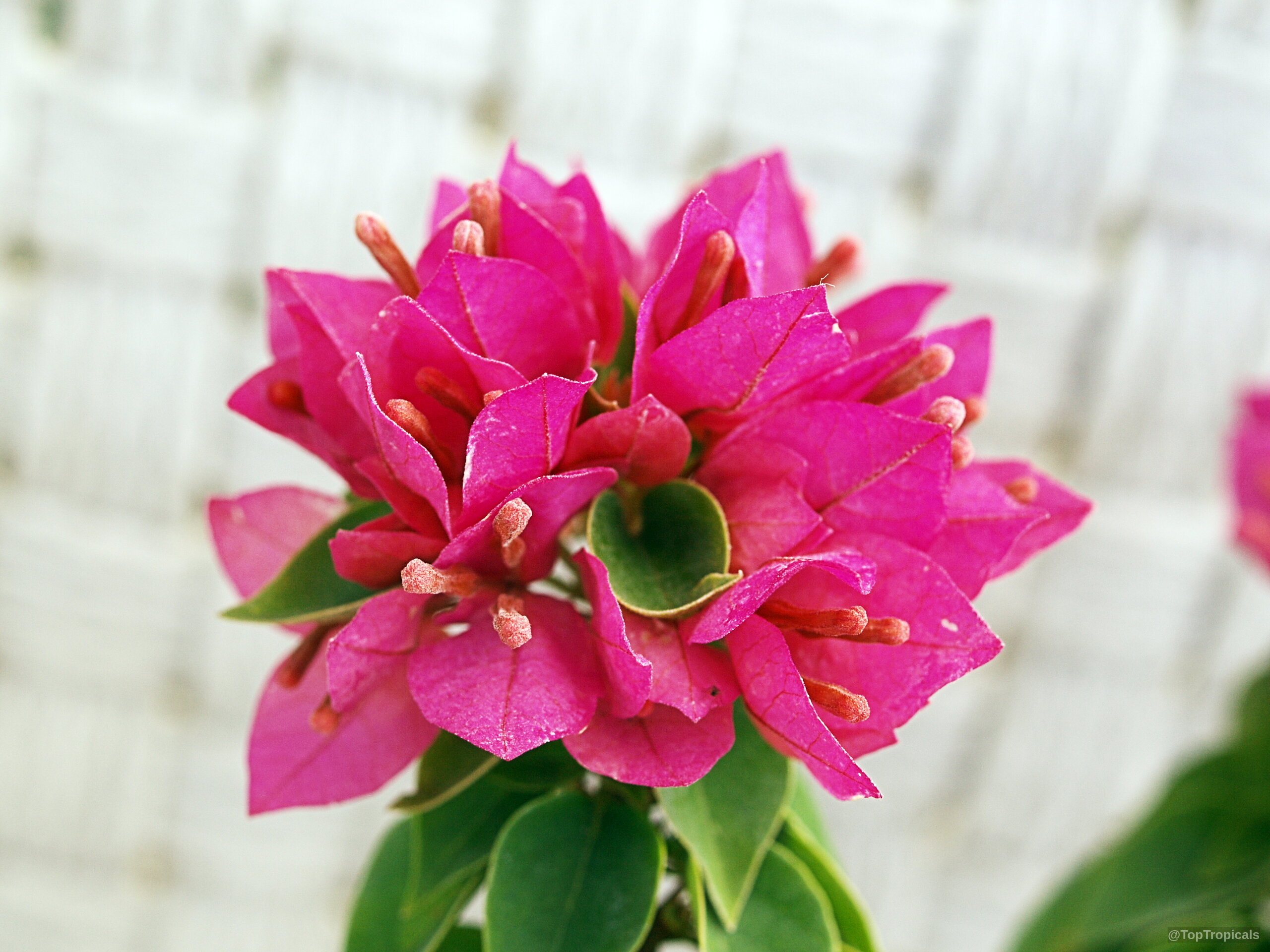 Bougainvillea arborea (Dwarf Bonsai Bougainvillea) 'Dwarf' cluster of hot pink bracts with small green leaves. Bougainvillea arborea (Dwarf Bonsai Bougainvillea) 'Dwarf' hot pink flower, close up shot.