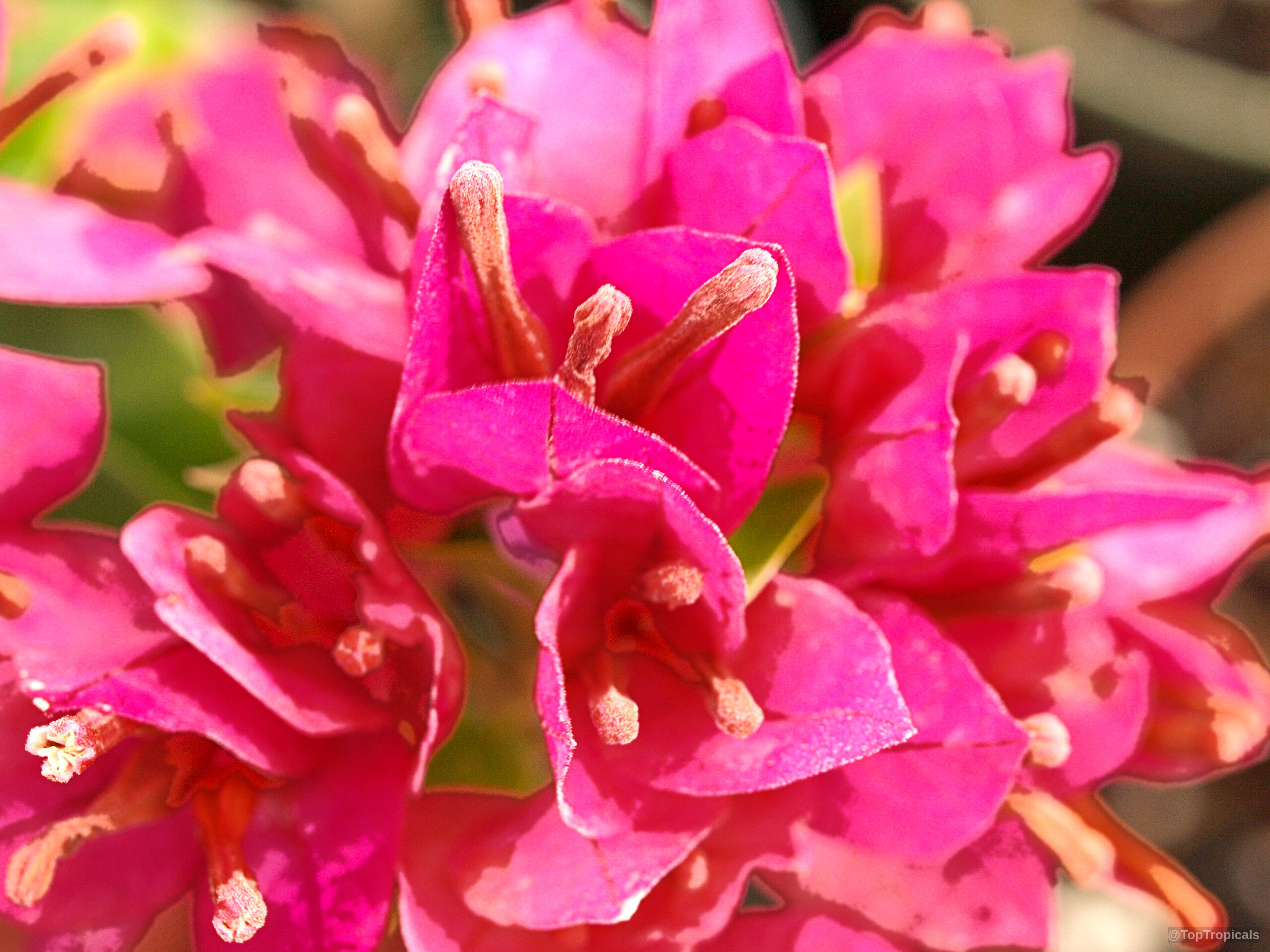 Bougainvillea arborea (Dwarf Bonsai Bougainvillea) 'Dwarf' hot pink flower cluster in close up. Bougainvillea arborea (Dwarf Bonsai Bougainvillea) 'Dwarf' hot pink flower close up.