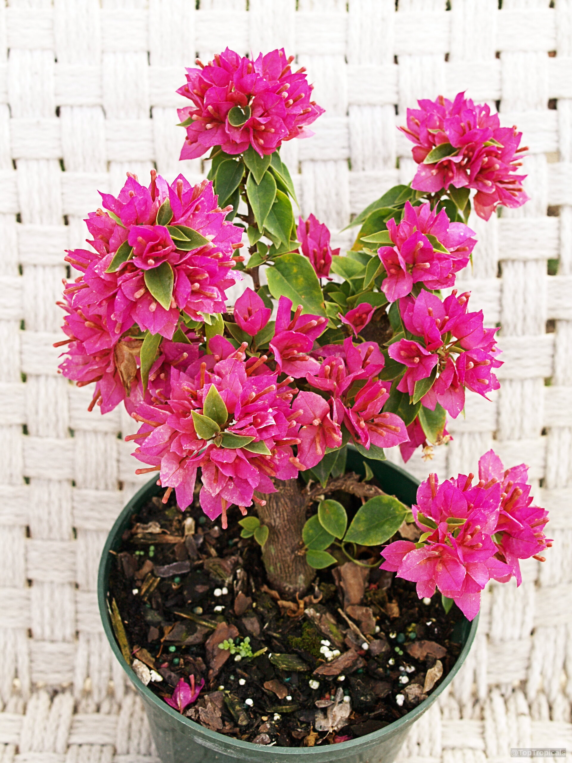 Bougainvillea arborea (Dwarf Bonsai Bougainvillea) 'Dwarf' with deep pink flower clusters in a nursery container Bougainvillea arborea (Dwarf Bonsai Bougainvillea) 'Dwarf' hot pink flower clusters on a small plant