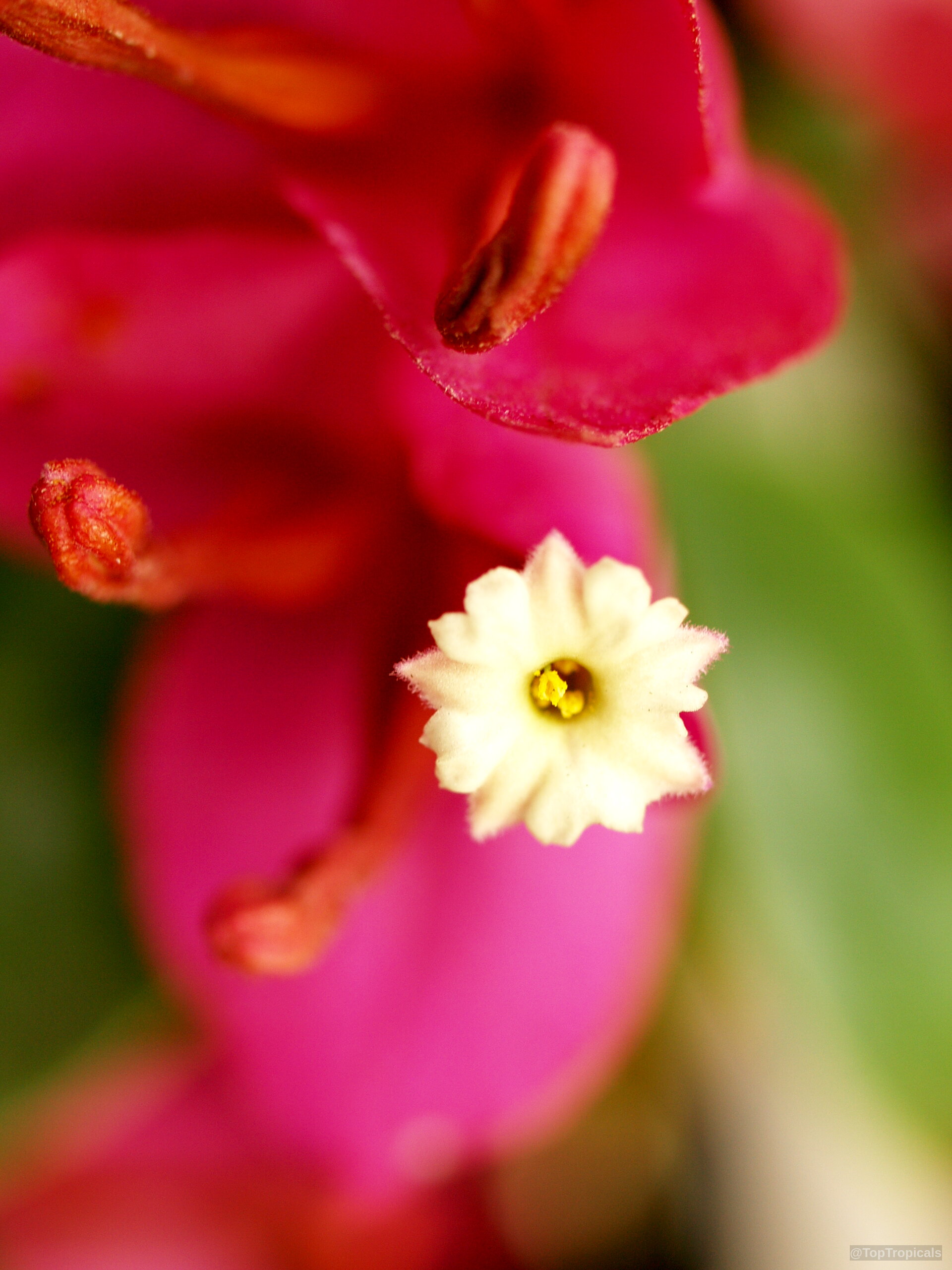 Bougainvillea arborea (Dwarf Bonsai Bougainvillea) 'Dwarf' flower with magenta bracts and white center. Bougainvillea arborea (Dwarf Bonsai Bougainvillea) 'Dwarf' magenta pink flower close up.