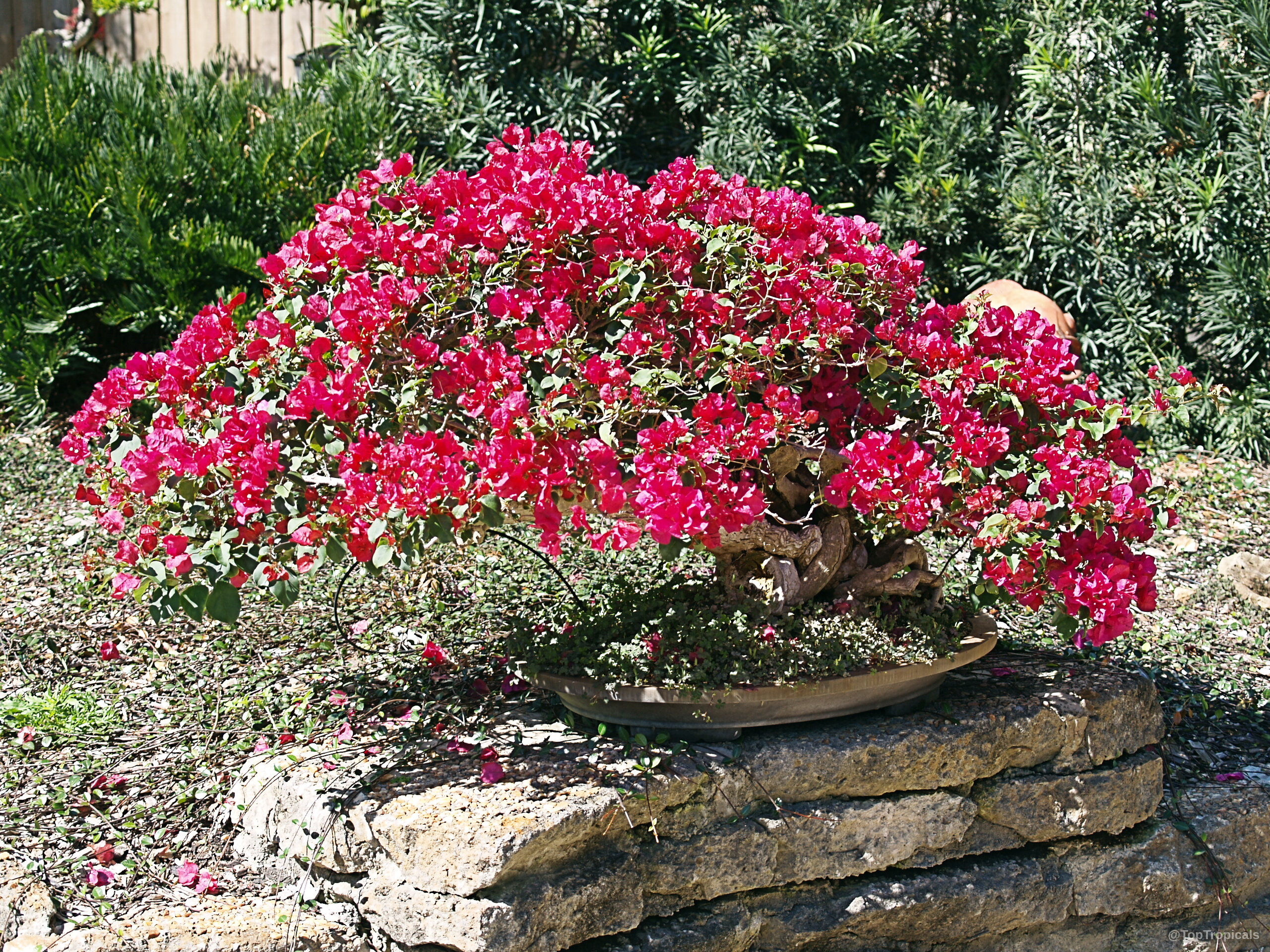 Bougainvillea sp. (Bougainvillea) with thick magenta flower clusters resting in a shallow bonsai pot. Bougainvillea sp. (Bougainvillea) with magenta flower clusters on a low woody plant.