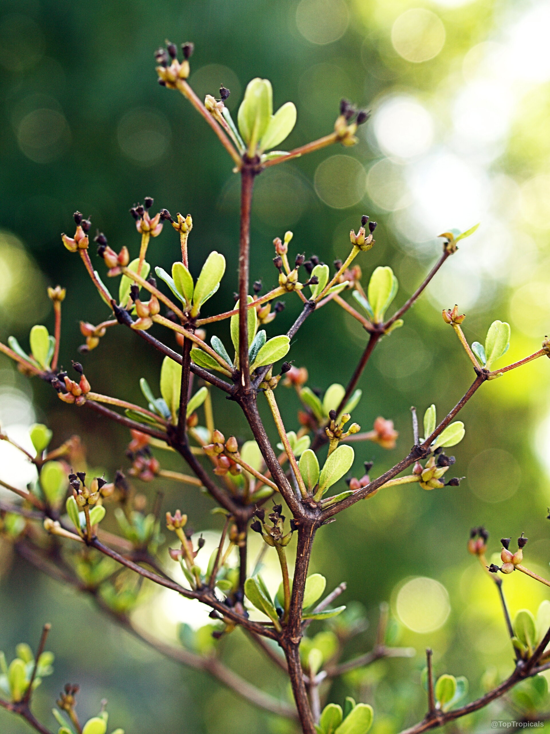 Bucida spinosa (Spiny Black Olive) branch with small lime green leaves on thin brown woody stems. Bucida spinosa (Spiny Black Olive) with lime green leaves on a thin brown plant branch.