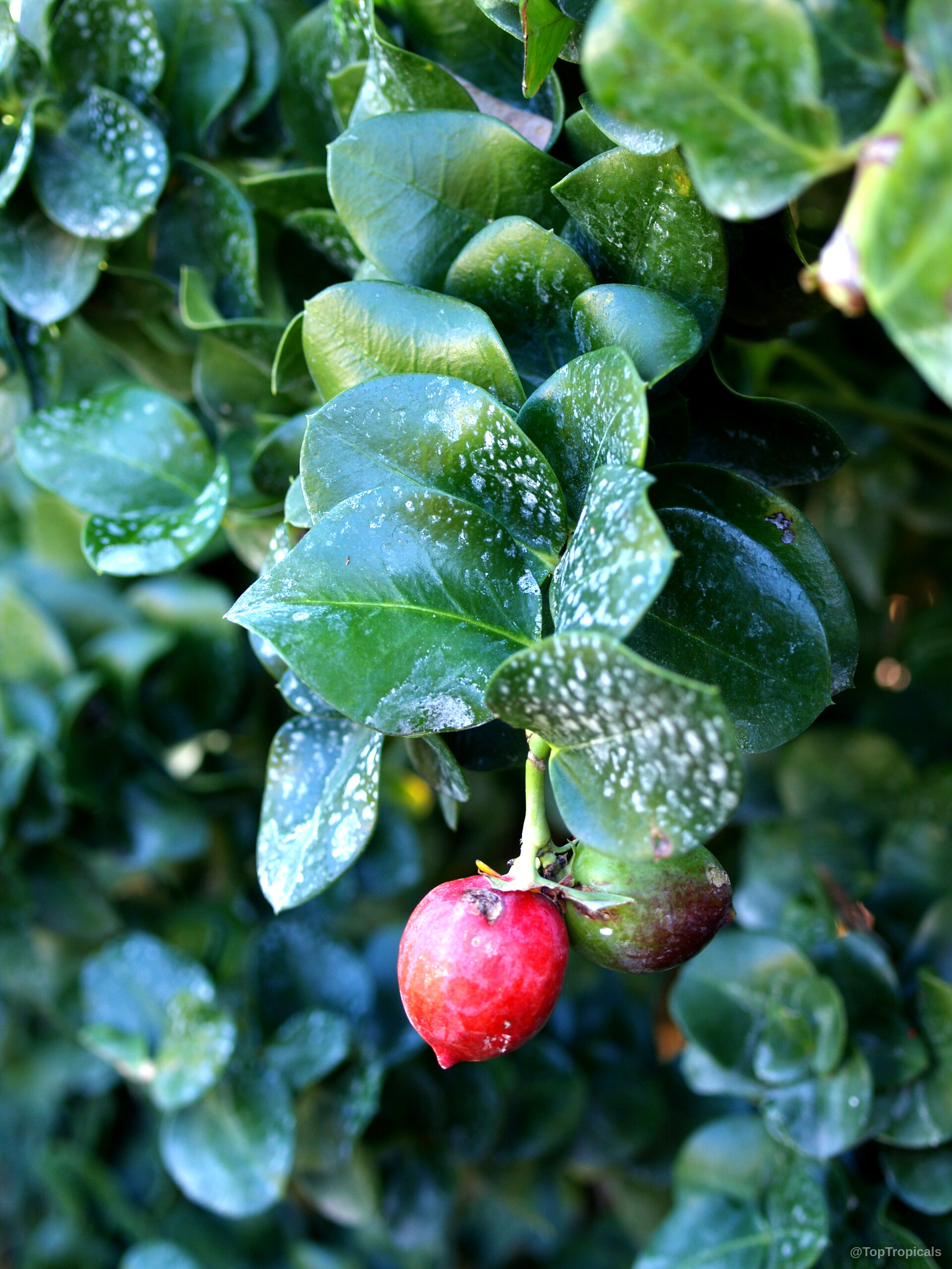 Carissa macrocarpa (Natal Plum) with a single red fruit hanging among dense dark green rounded leaves Carissa macrocarpa (Natal Plum) with a round red fruit and dark green leaves close up