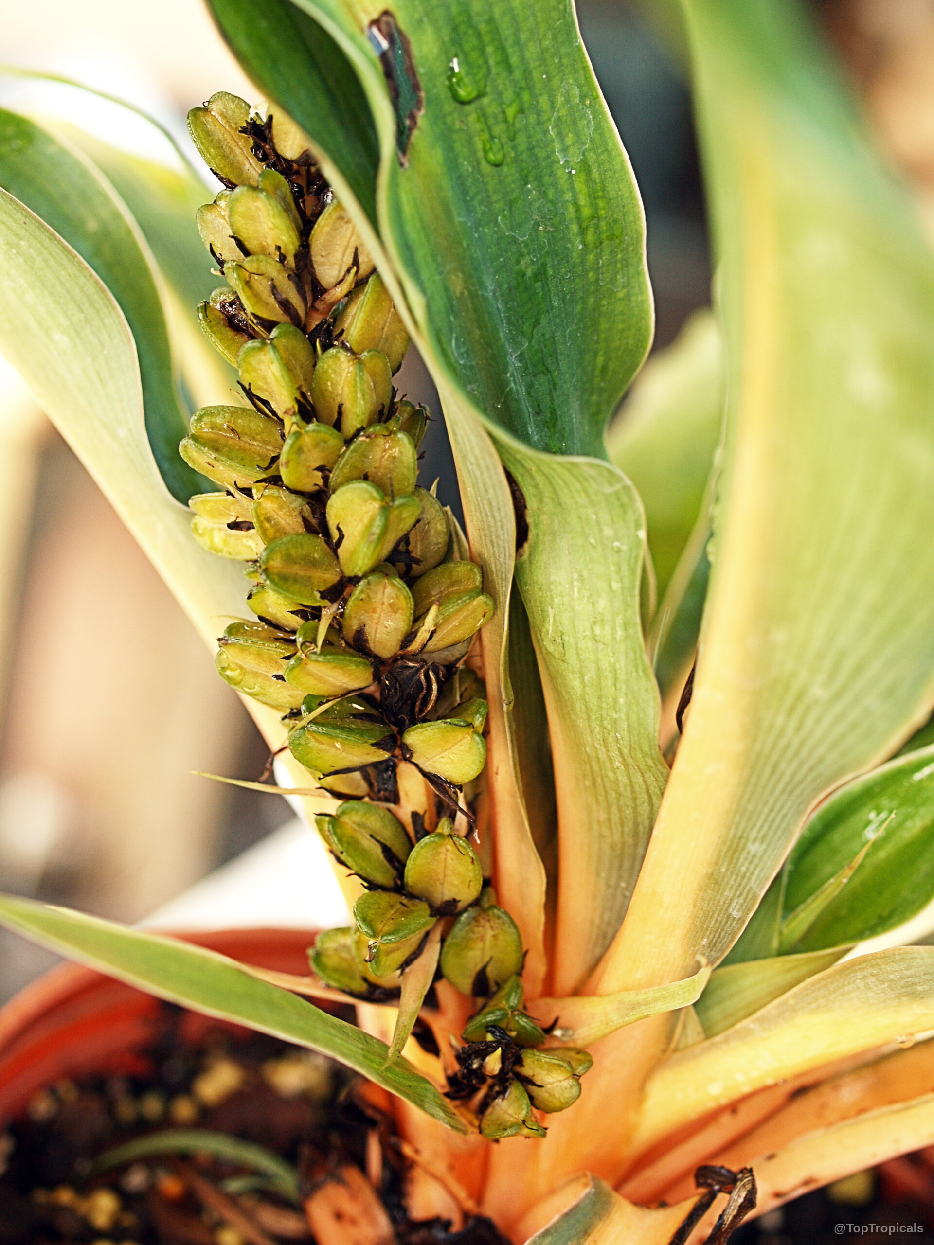 Chlorophytum orchidantheroides (Mandarin Plant) with dense green fruit clusters nestled between thick broad leaves. Chlorophytum orchidantheroides (Mandarin Plant) green fruit cluster growing on a close up plant stem