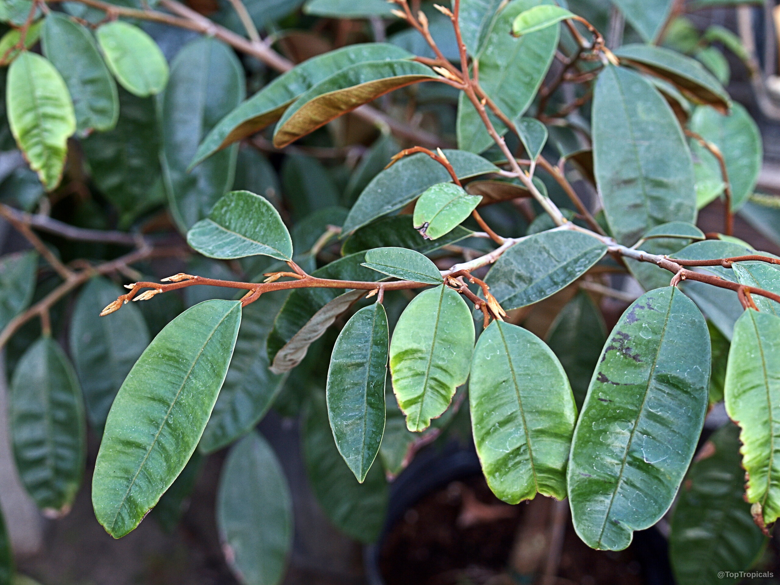 Chrysophyllum cainito (Caimito) oval green leaves attached to thin copper-colored woody stems and branches. Chrysophyllum cainito (Caimito) green leaves on branch, close up of smooth oval foliage
