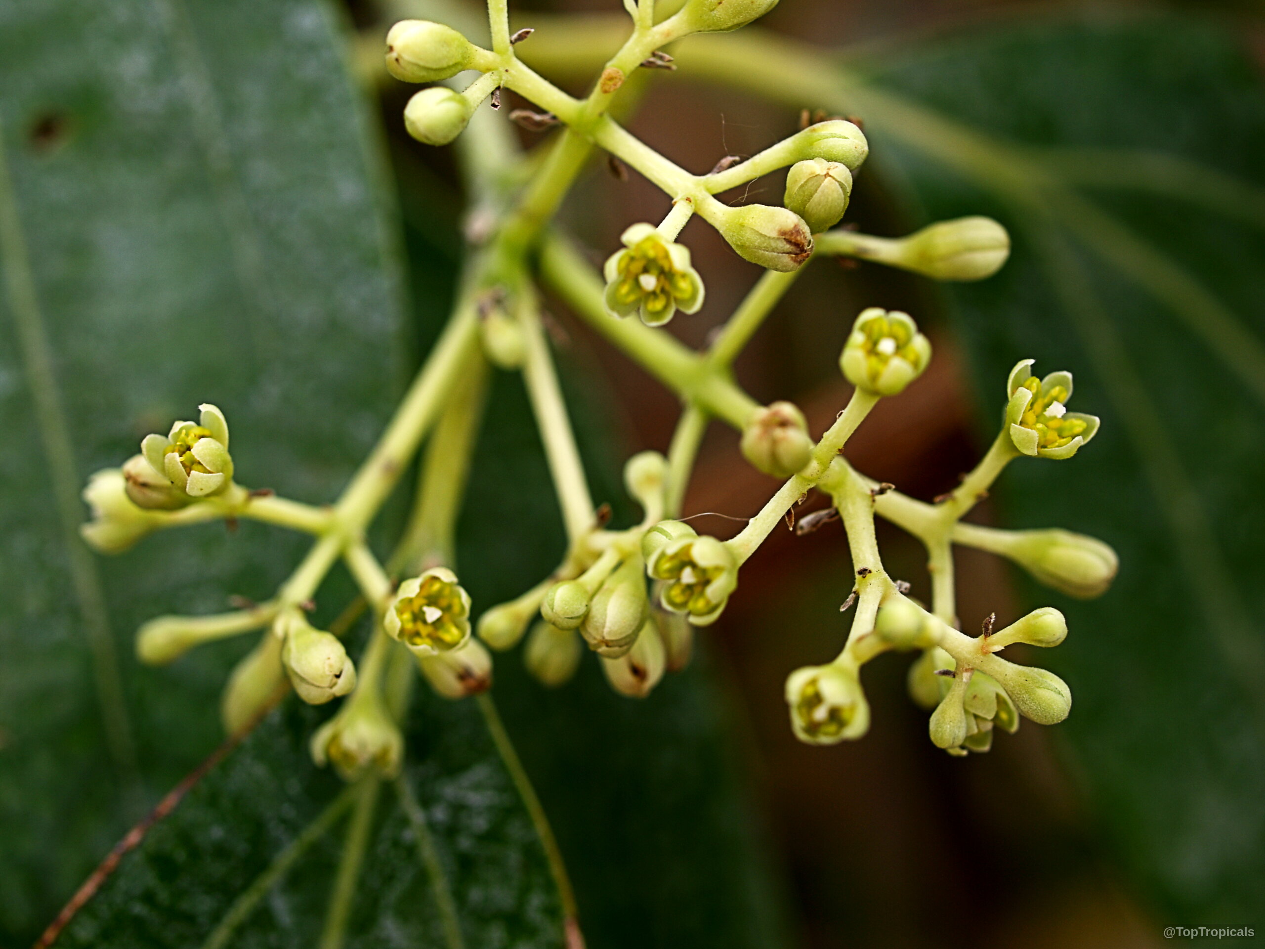 Cinnamomum zeylanicum (Cinnamon) branch with many small yellow flowers blooming in a tight cluster arrangement Cinnamomum zeylanicum (Cinnamon) yellow flower close up capturing small clusters of petite floral parts