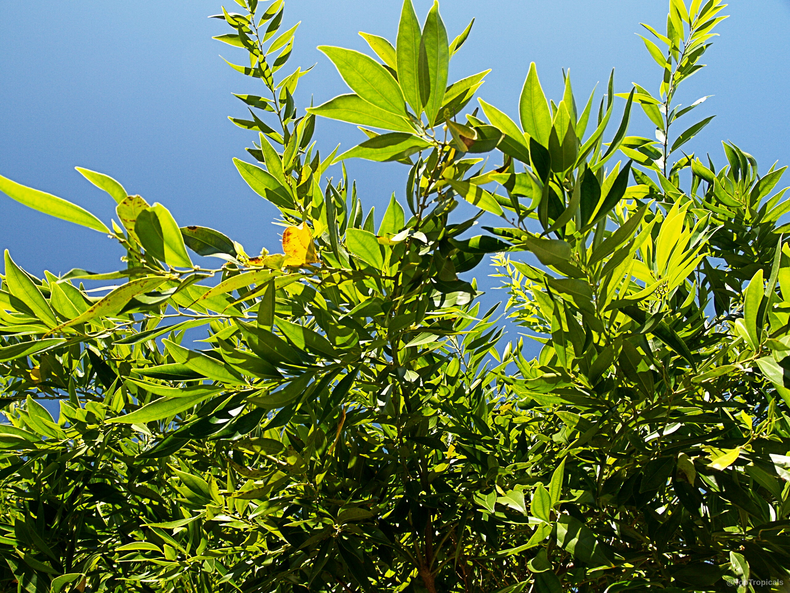 Cocculus laurifolius (Laurel-leaf Snailseed) with many narrow green leaves extending toward the open sky. Cocculus laurifolius (Laurel-leaf Snailseed) green leaves on branch reaching toward the clear blue sky