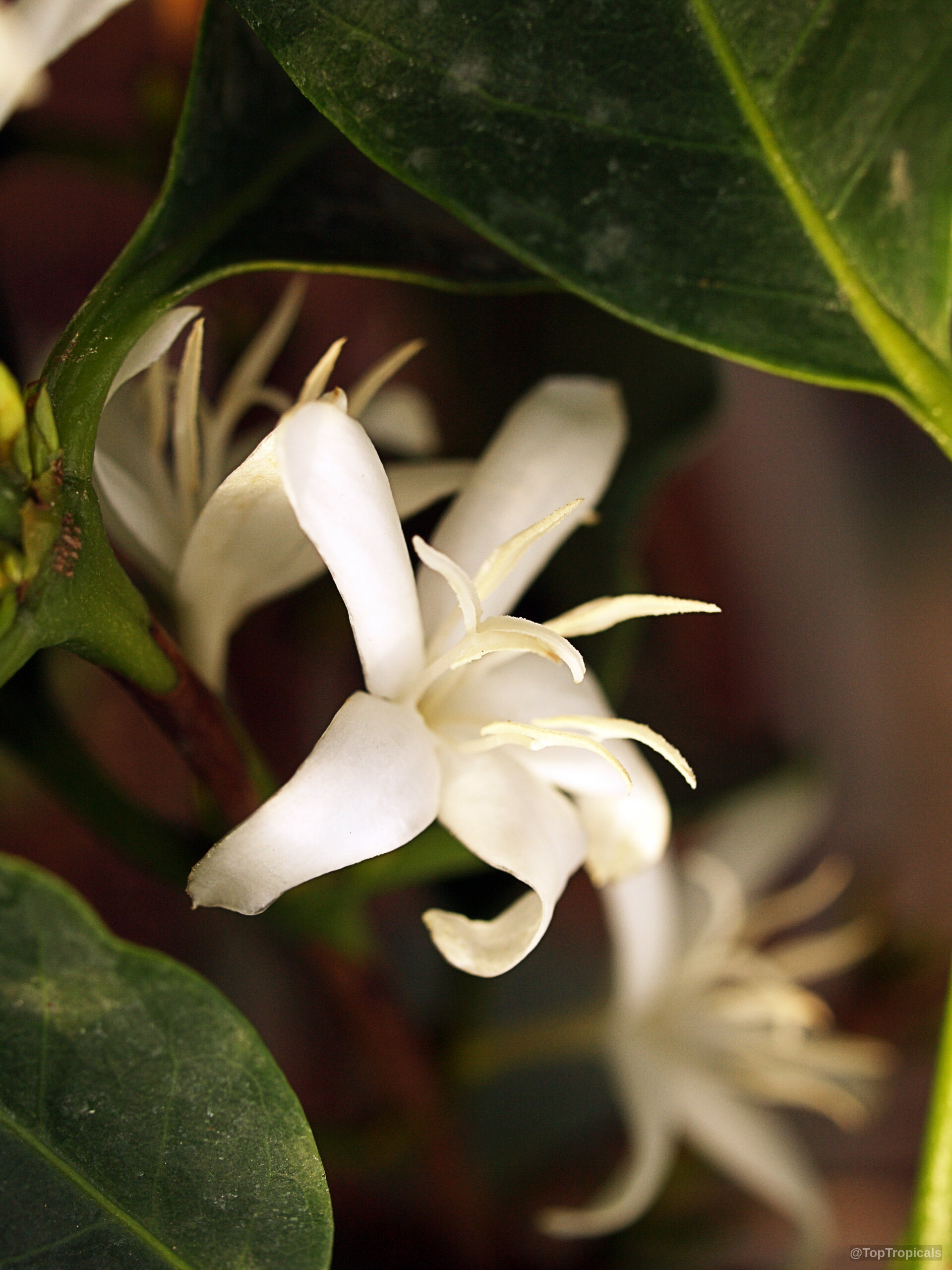 Coffea arabica (Coffee) white flower with long thin petals near deep green waxy oval leaves. Coffea arabica (Coffee) white flower close up with slender petals and yellow stamens visible.
