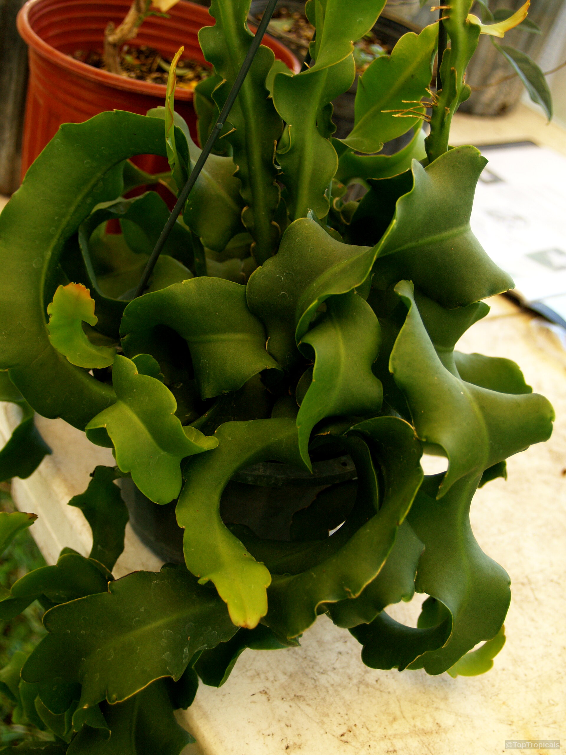 Epiphyllum guatemalense (Orchid Cactus) 'Monstrosa' grows green stems with a unique curly and wavy shape. Epiphyllum guatemalense (Orchid Cactus) 'Monstrosa' green plant with twisted stems in hanging container
