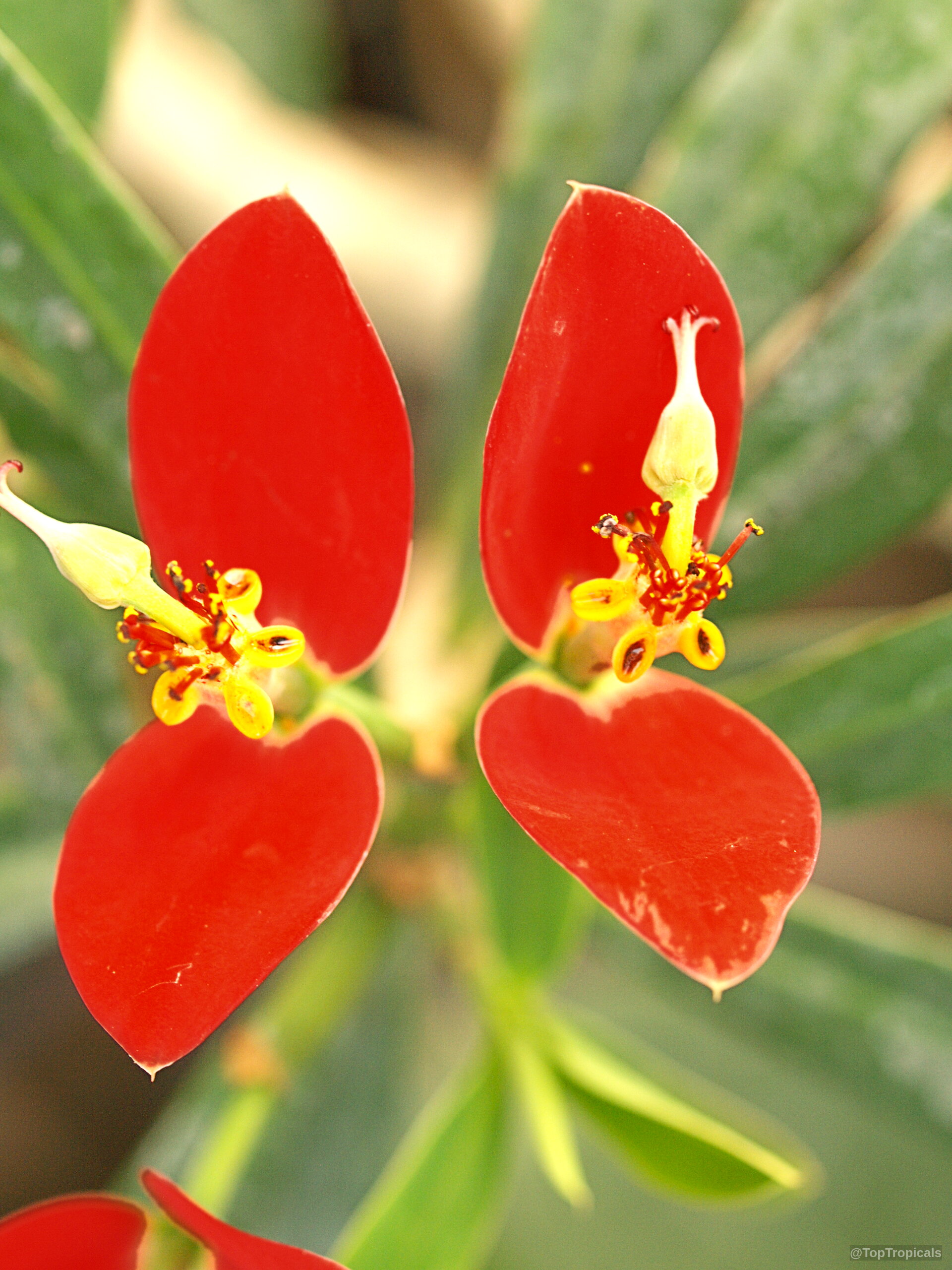 Euphorbia punicea (Jamaican Poinsettia) with vibrant red bracts surrounding the small yellow and orange centers. Euphorbia punicea (Jamaican Poinsettia) red flower close up with distinct yellow centers on dark foliage.