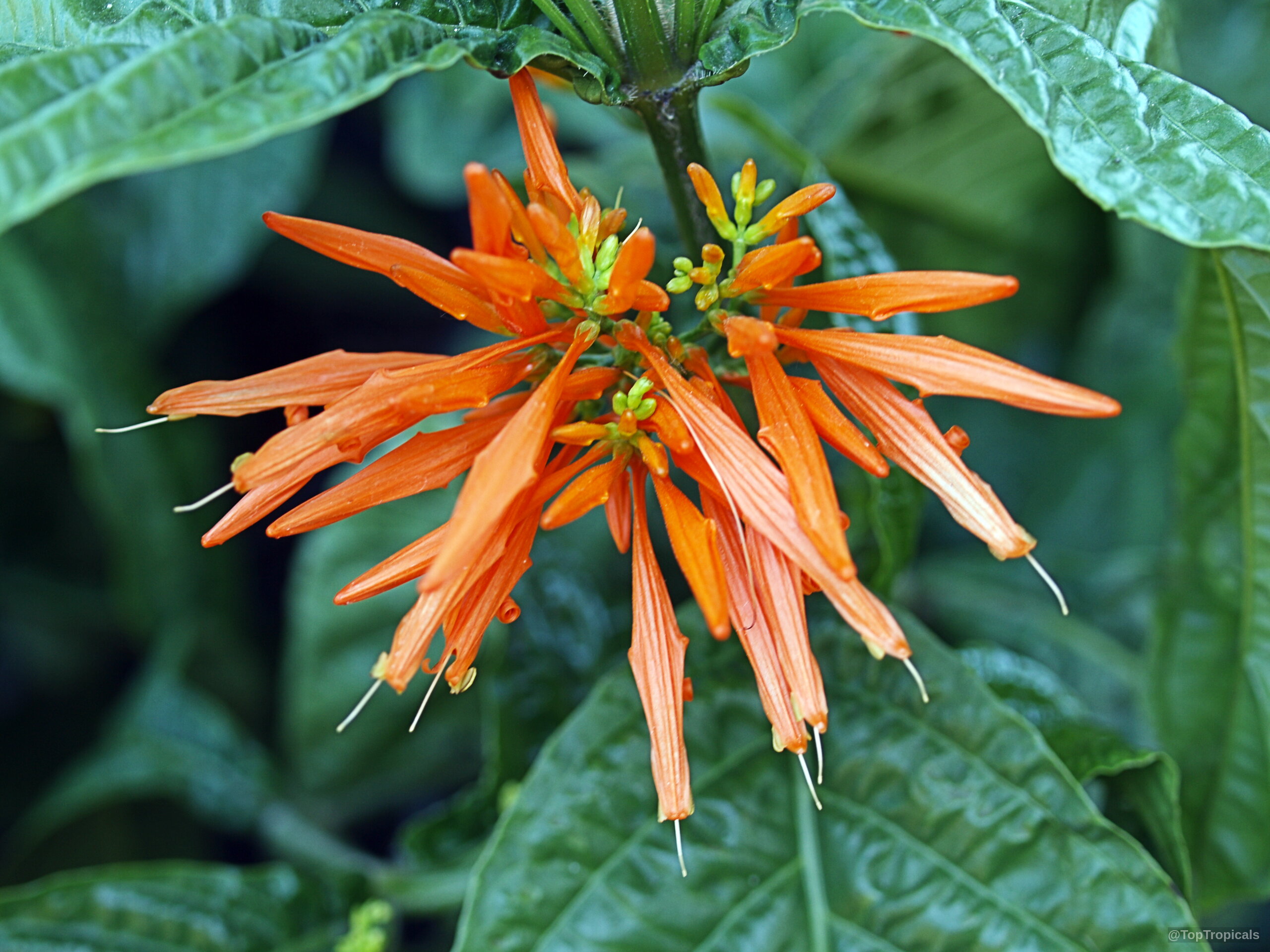 Justicia chrysostephana (Orange Flame Justicia) with many long tube-shaped orange petals and green foliage. Justicia chrysostephana (Orange Flame Justicia) orange flower close up on green leaves