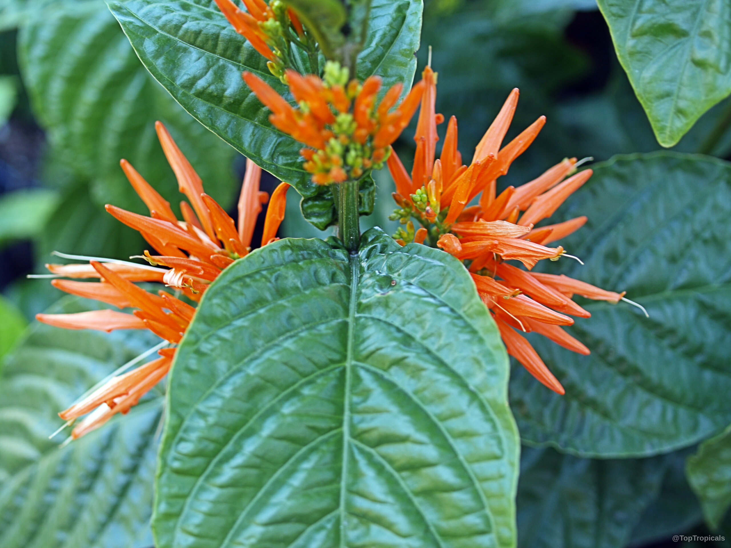 Justicia chrysostephana (Orange Flame Justicia) with clusters of narrow orange flowers and smooth green leaves. Justicia chrysostephana (Orange Flame Justicia) with orange flowers and green leaves in close up.