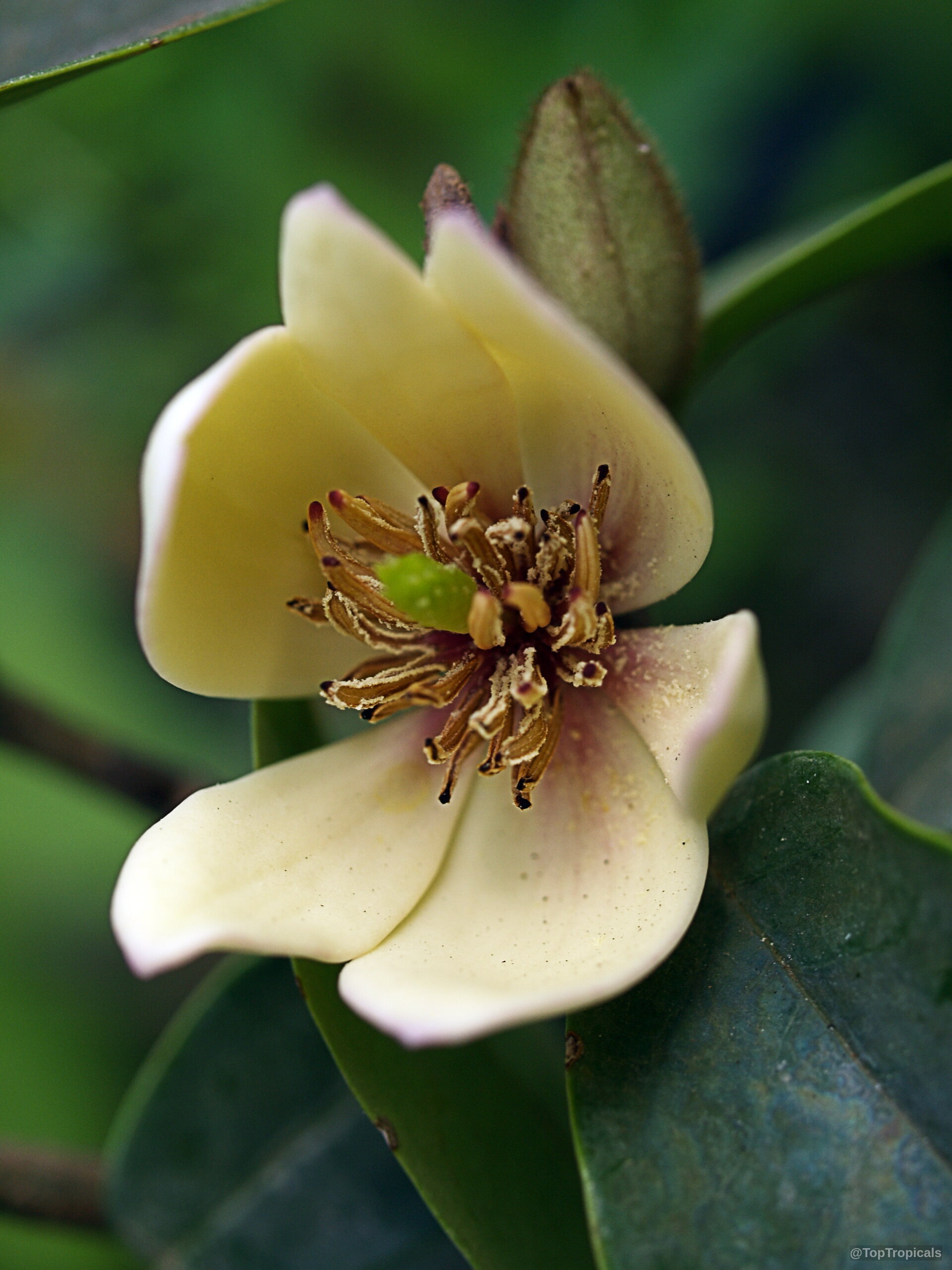 Magnolia figo (Banana Magnolia) pale yellow flower showing inner stamens next to dark green leaves. Magnolia figo (Banana Magnolia) pale yellow flower close up in green leaf environment.