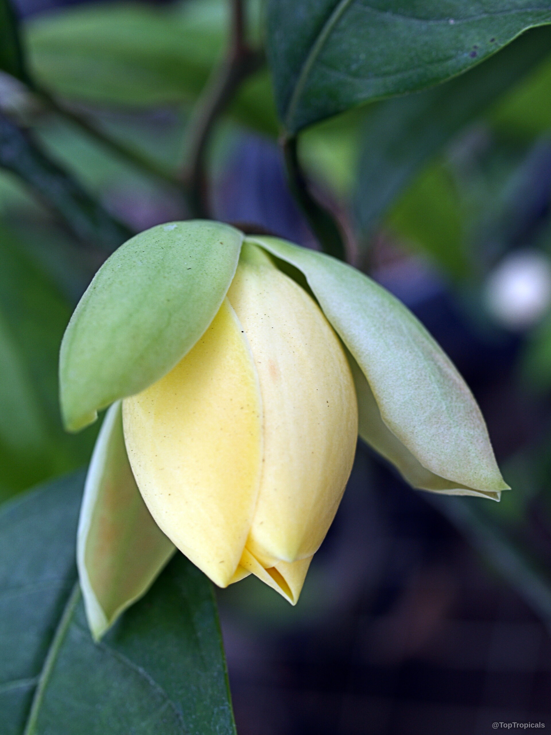 Magnolia liliifera (Magnolita) flower showing soft yellow petals nestled between several thick green bracts. Magnolia liliifera (Magnolita) pale yellow flower close up with smooth petals and green bracts.