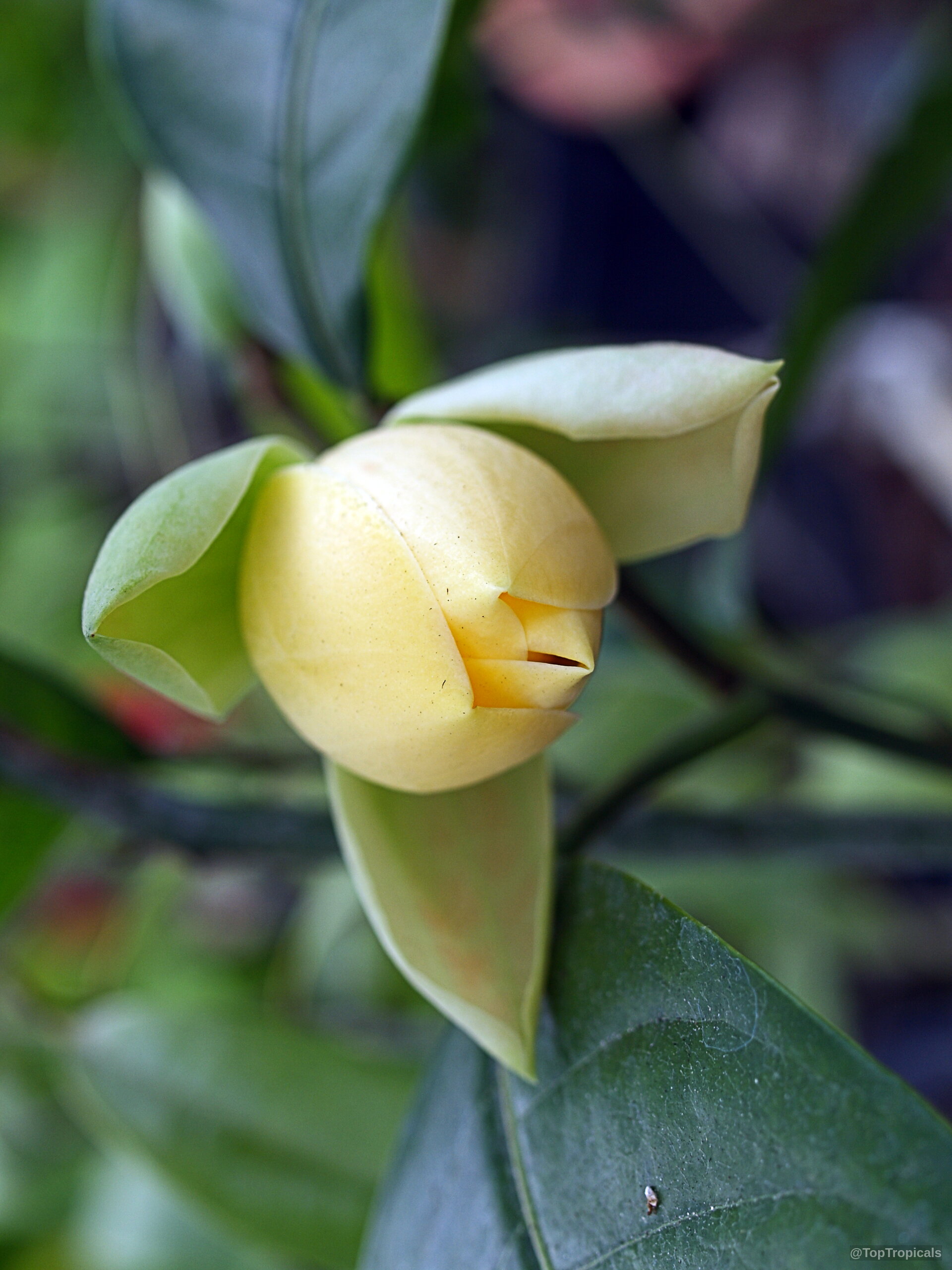 Magnolia liliifera (Magnolita) yellow flower bud nestled among waxy green leaves on the branch Magnolia liliifera (Magnolita) yellow flower, close up of smooth petals on green branch