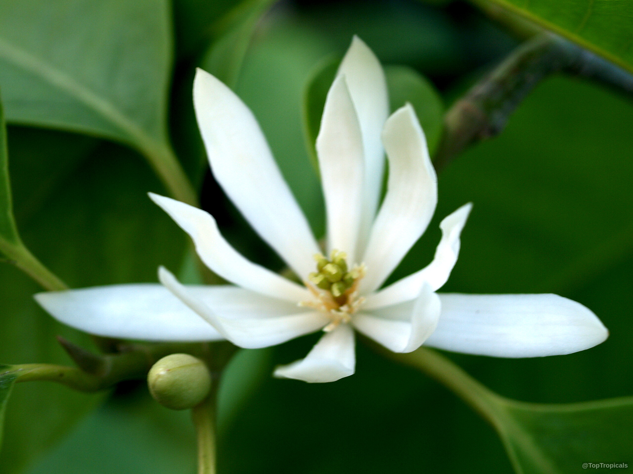 Magnolia x Alba (White Champak) flower with long white petals and a green center. Magnolia x Alba (White Champak) white flower close up on green foliage background