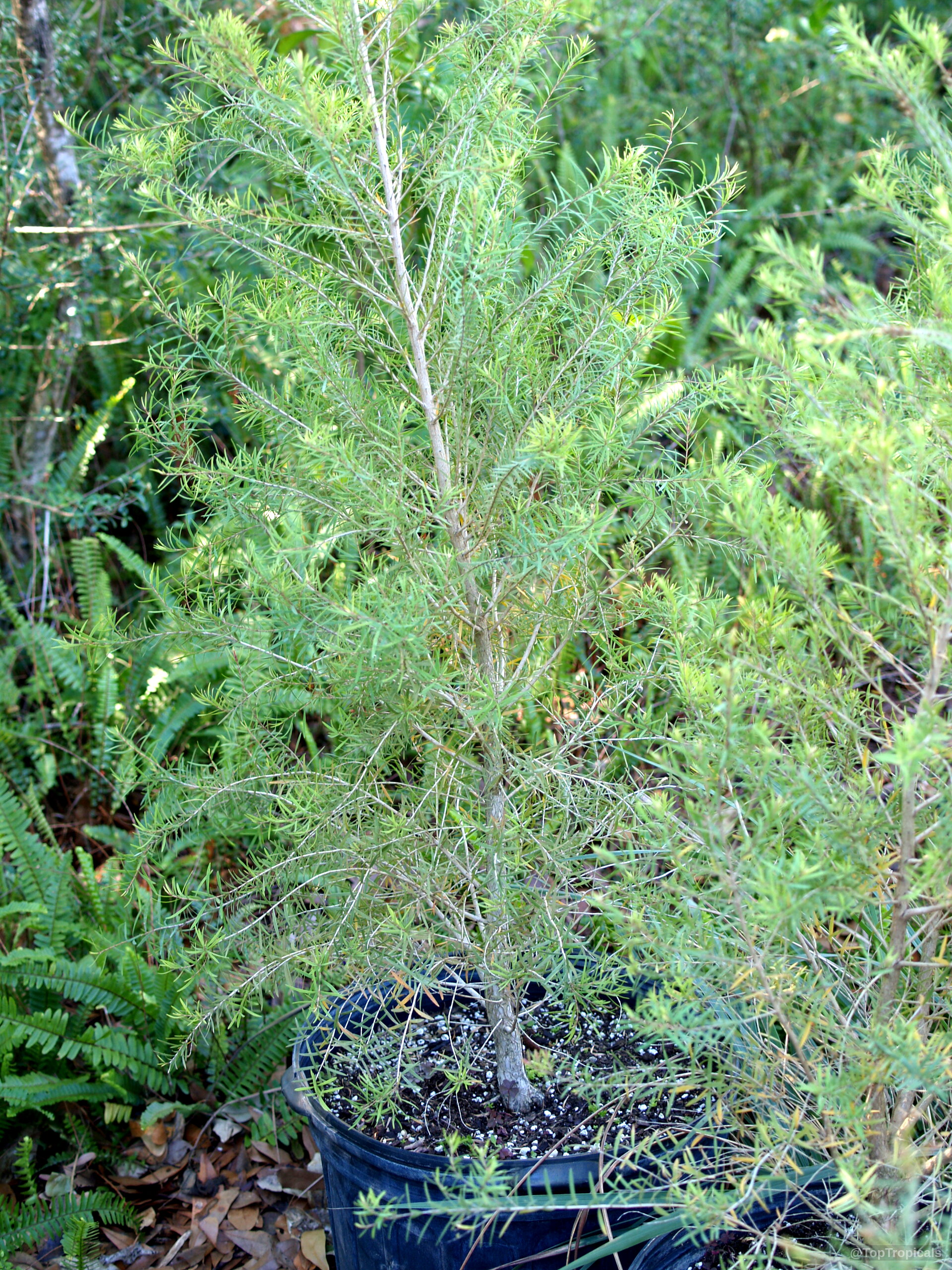 Melaleuca alternifolia (Tea Tree) growing upright with numerous thin needles in a plastic pot. Melaleuca alternifolia (Tea Tree) with green narrow leaves, tree in a black plastic container.