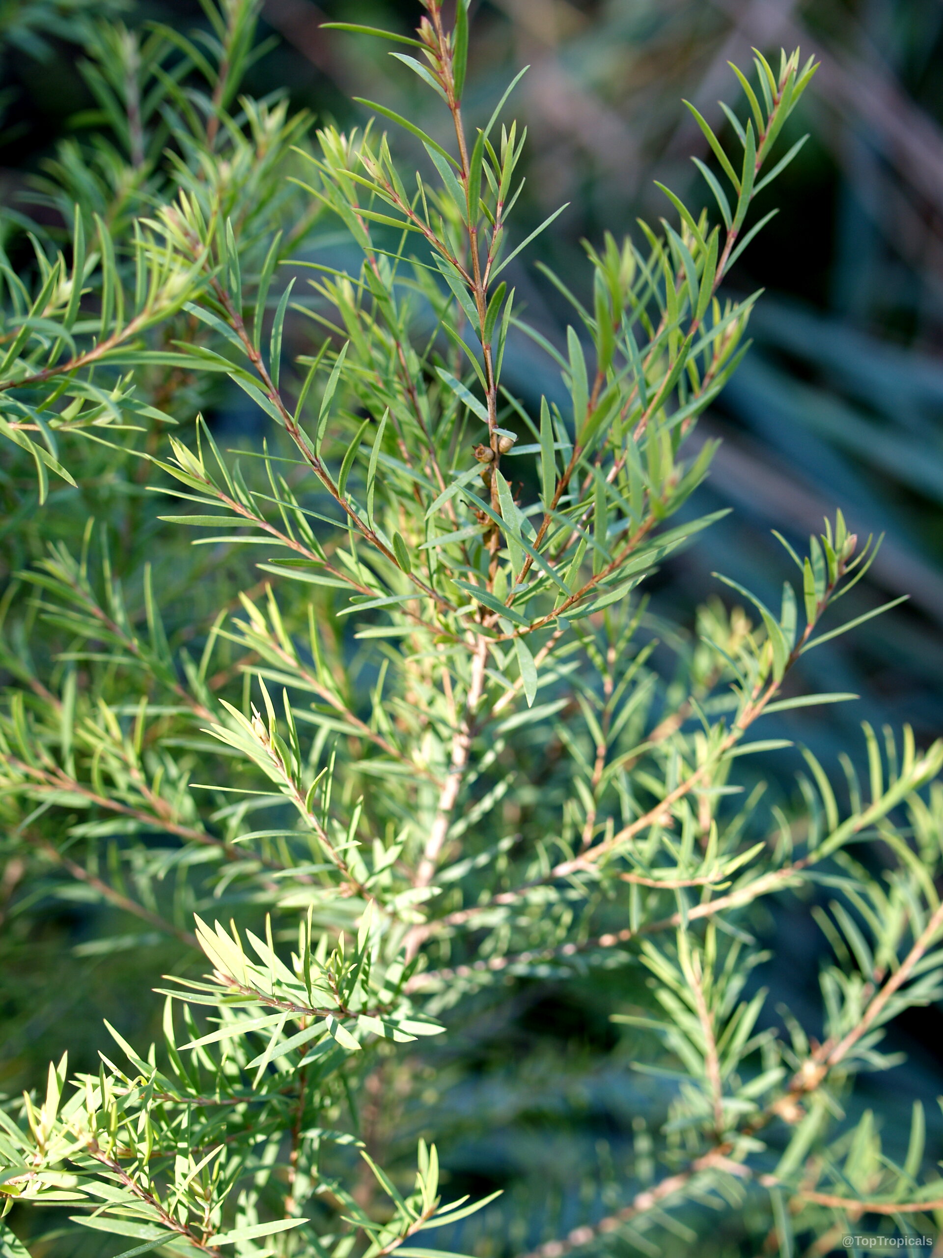 Melaleuca alternifolia (Tea Tree) with slender green needles covering multiple thin woody stems. Melaleuca alternifolia (Tea Tree) with narrow green leaves on branches in close up.