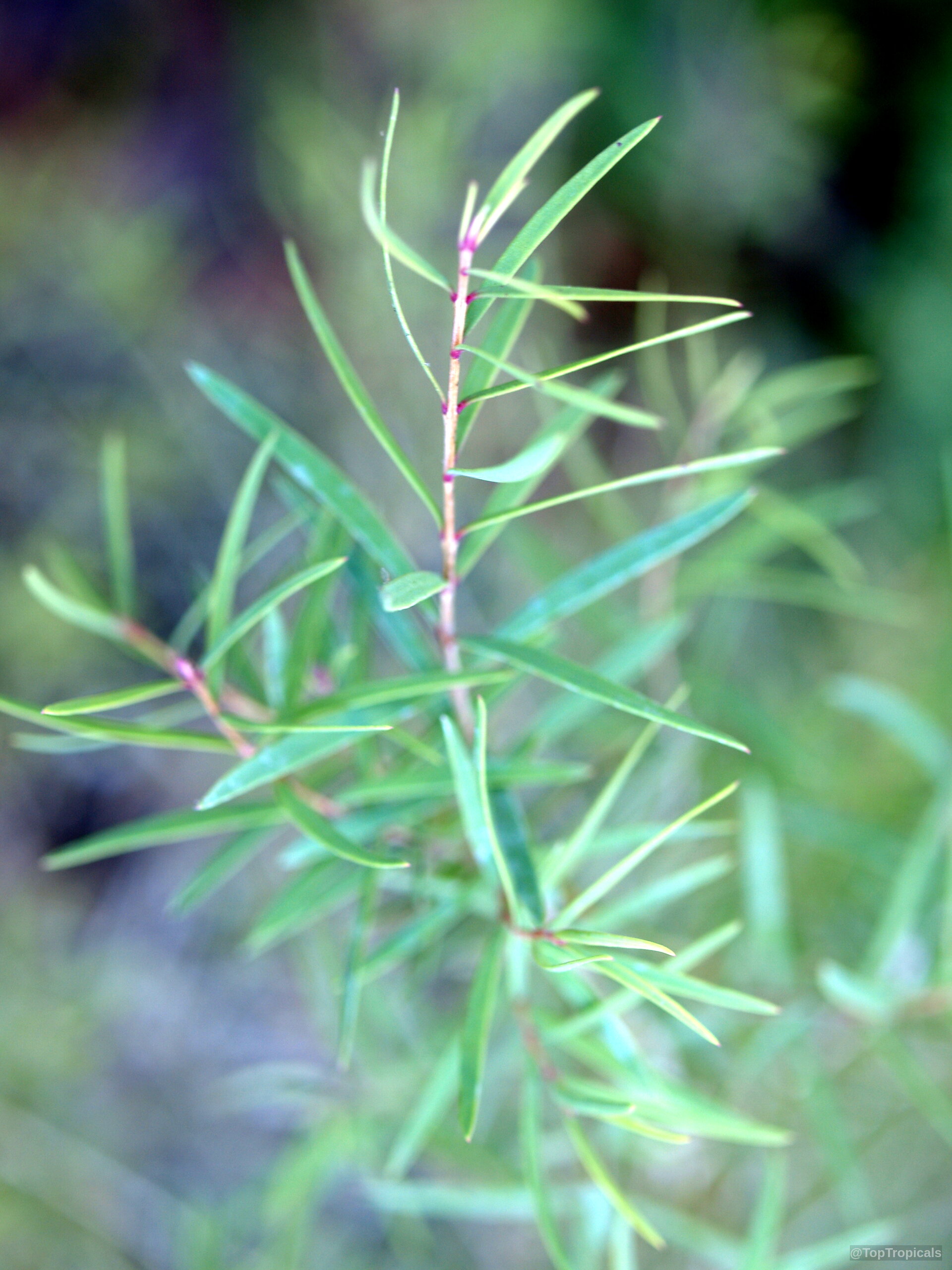 Melaleuca alternifolia (Tea Tree) stem with thin needle-like green leaves extending from a central stalk Melaleuca alternifolia (Tea Tree) with thin needle-like green leaves on a close up branch