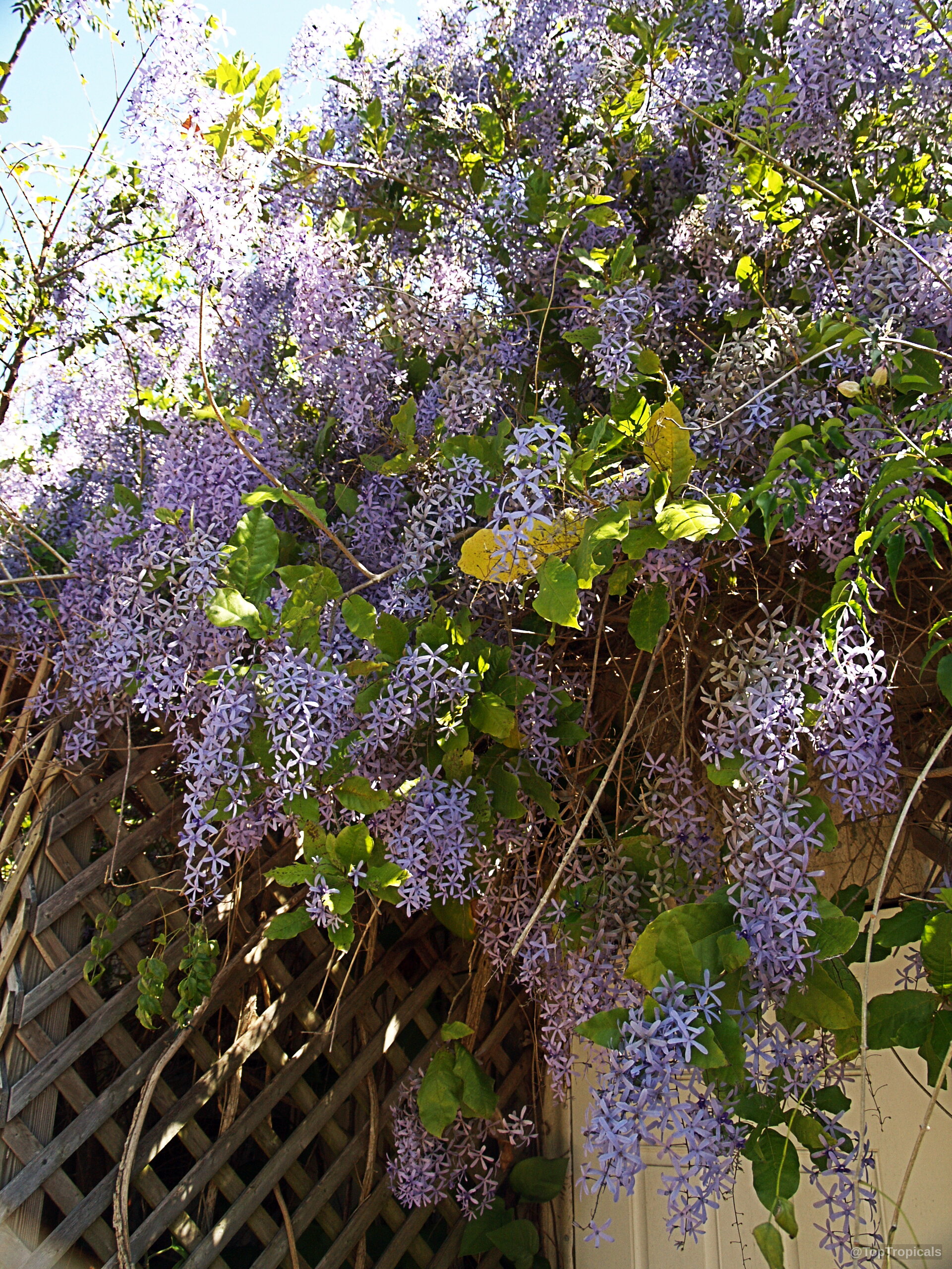 Petrea volubilis (Queen's Wreath) with numerous lavender flowers hanging down over a wooden lattice wall. Petrea volubilis (Queen's Wreath) with cascading lavender flowers and green leaves on wooden lattice