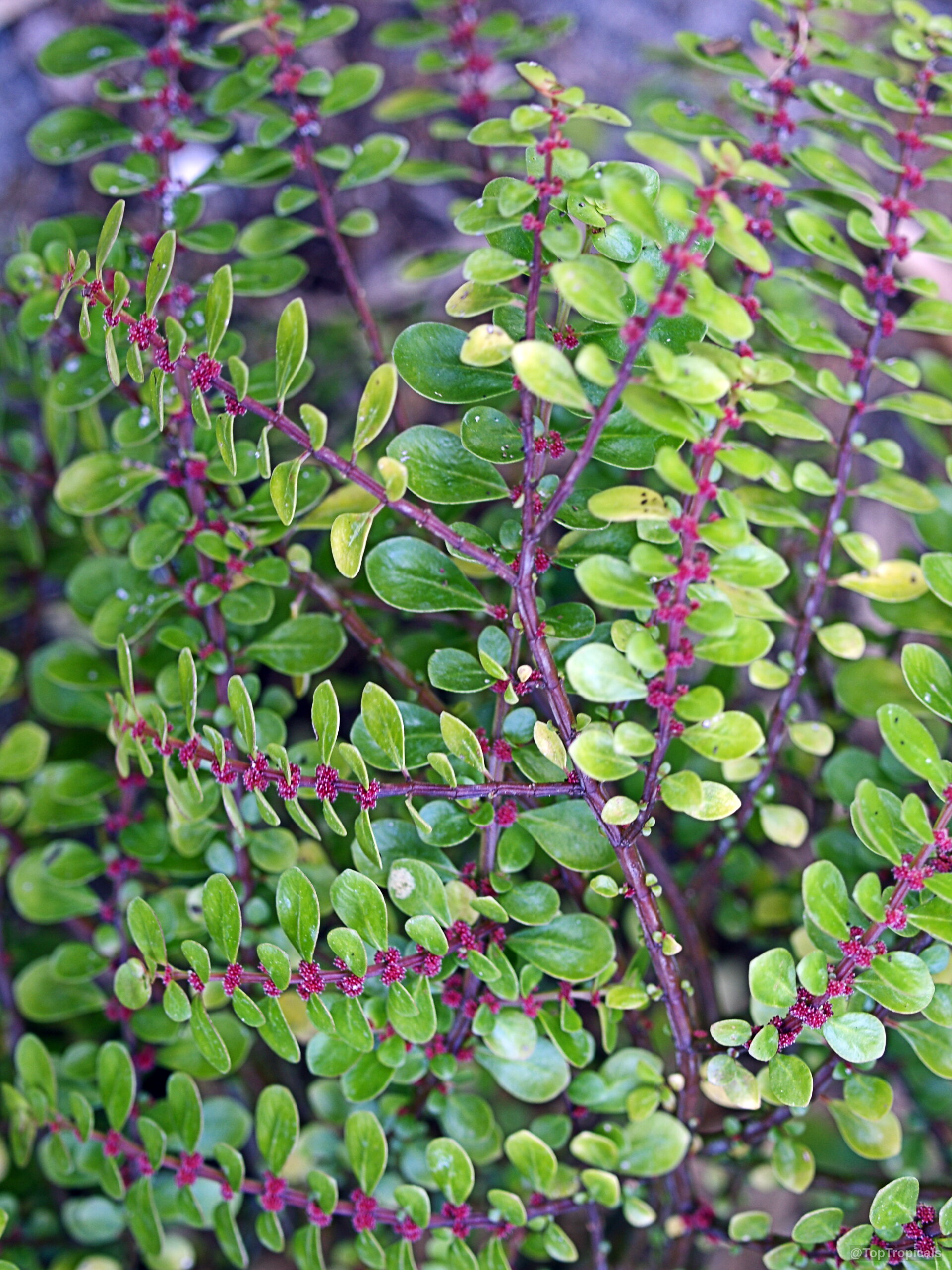 Pilea microphylla (Artillery Plant) stems covered in succulent green foliage with many small pink flower clusters. Pilea microphylla (Artillery Plant) with small green leaves and tiny pink flowers on stems.