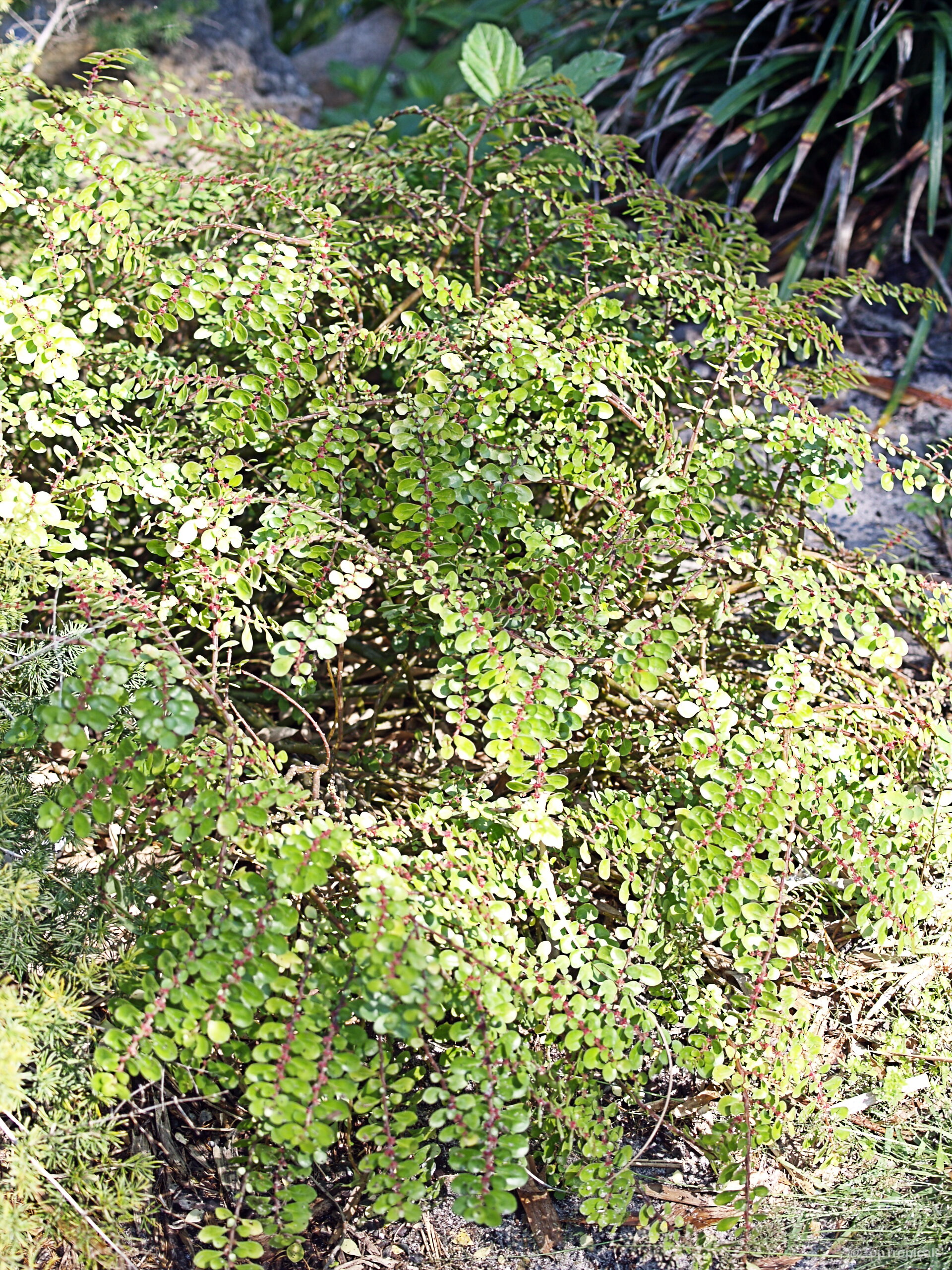 Pilea microphylla (Artillery Plant) with its dense mass of small green leaves and sprawling branches Pilea microphylla (Artillery Plant) with tiny green leaves on a spreading branching plant structure