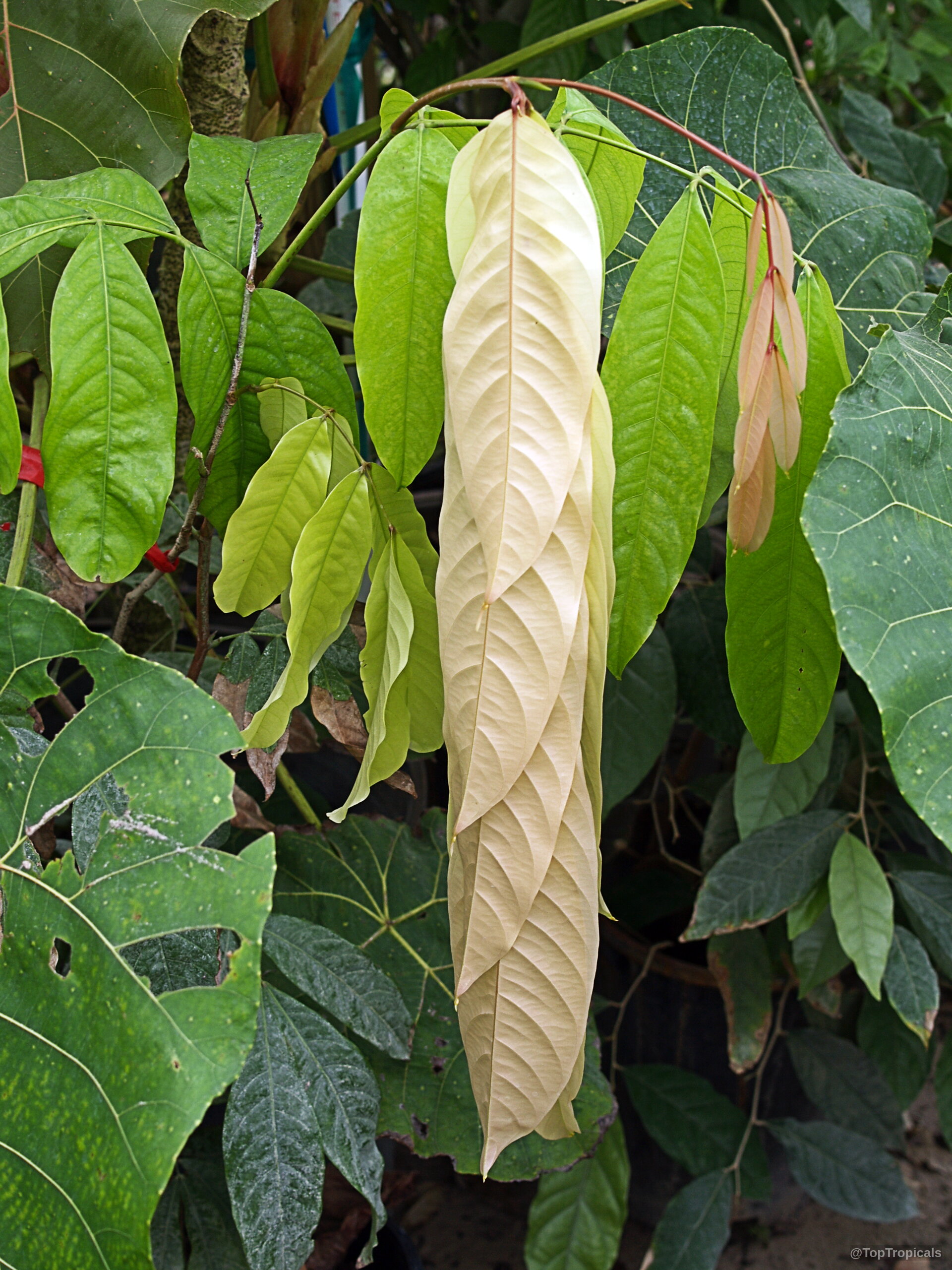 Saraca indica (Ashoka Tree) young pale yellow foliage emerging from a green leafy canopy Saraca indica (Ashoka Tree) light yellow young leaves hanging downward on a tree branch