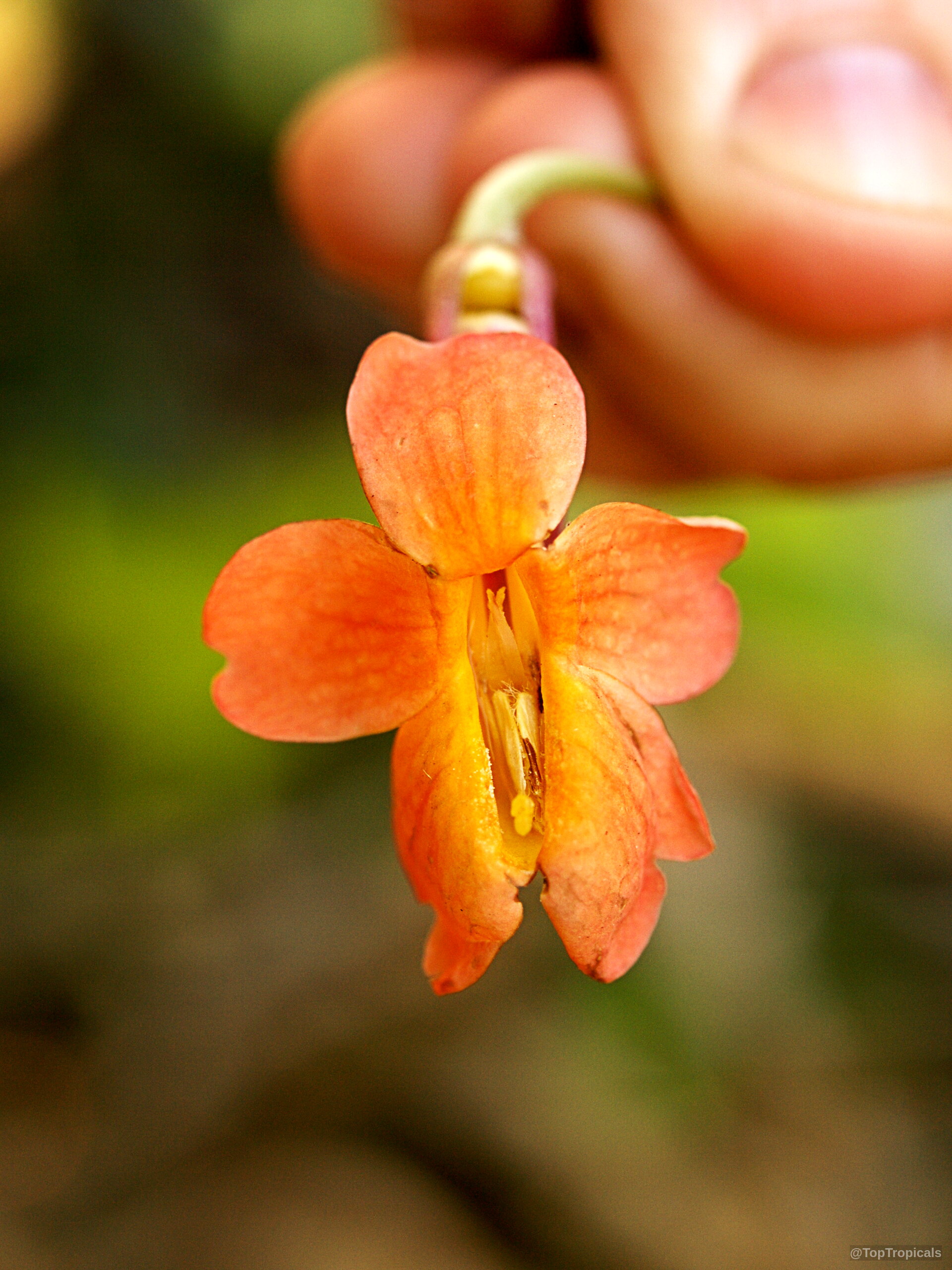Thunbergia coccinea (Scarlet Thunbergia) flower with orange petals and a yellow interior throat section. Thunbergia coccinea (Scarlet Thunbergia) orange flower close up on a green stem