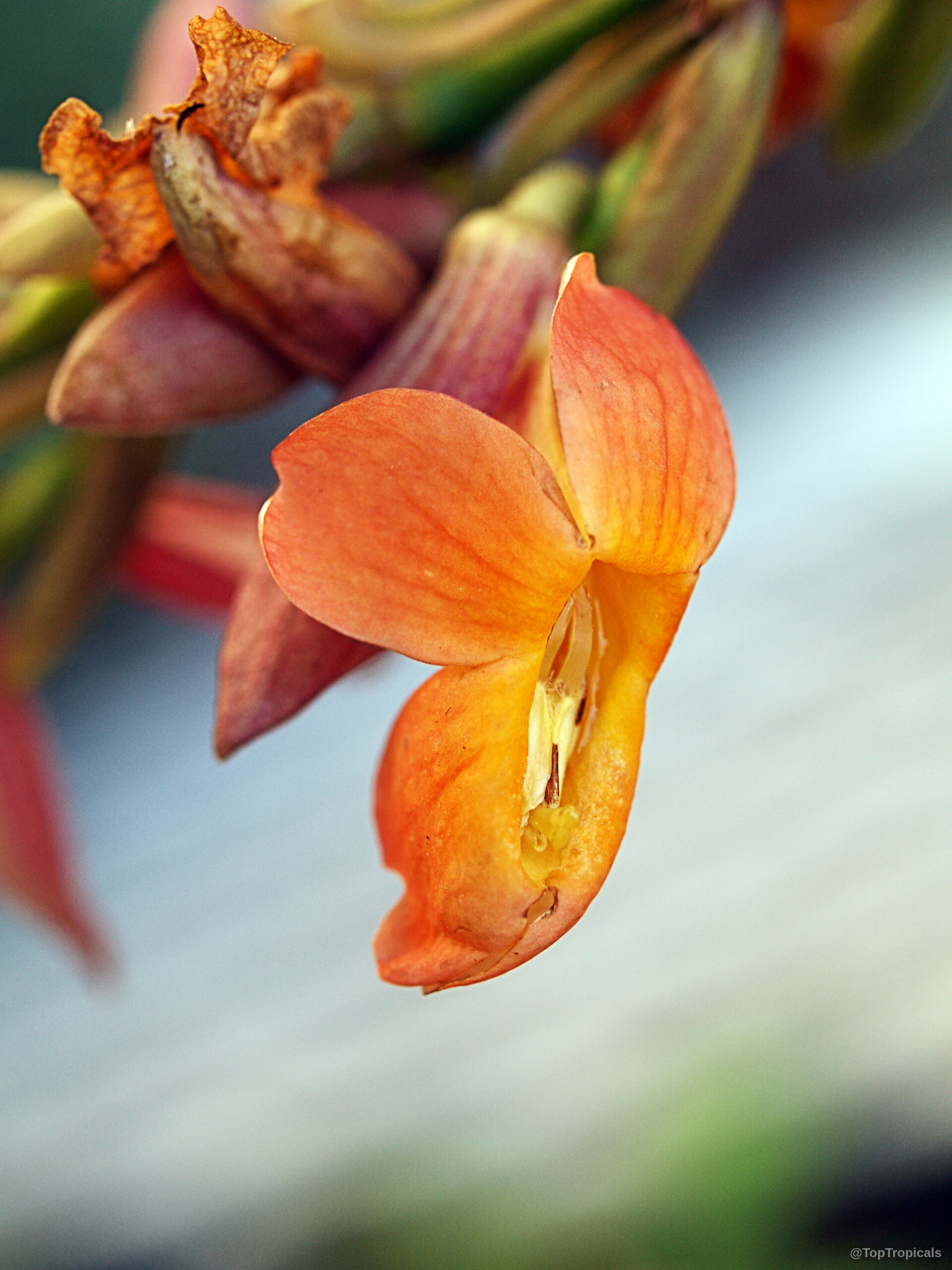 Thunbergia coccinea (Scarlet Thunbergia) orange flower captured in a detailed close up side angle. Thunbergia coccinea (Scarlet Thunbergia) orange flower close up showing detailed petals and center structure.