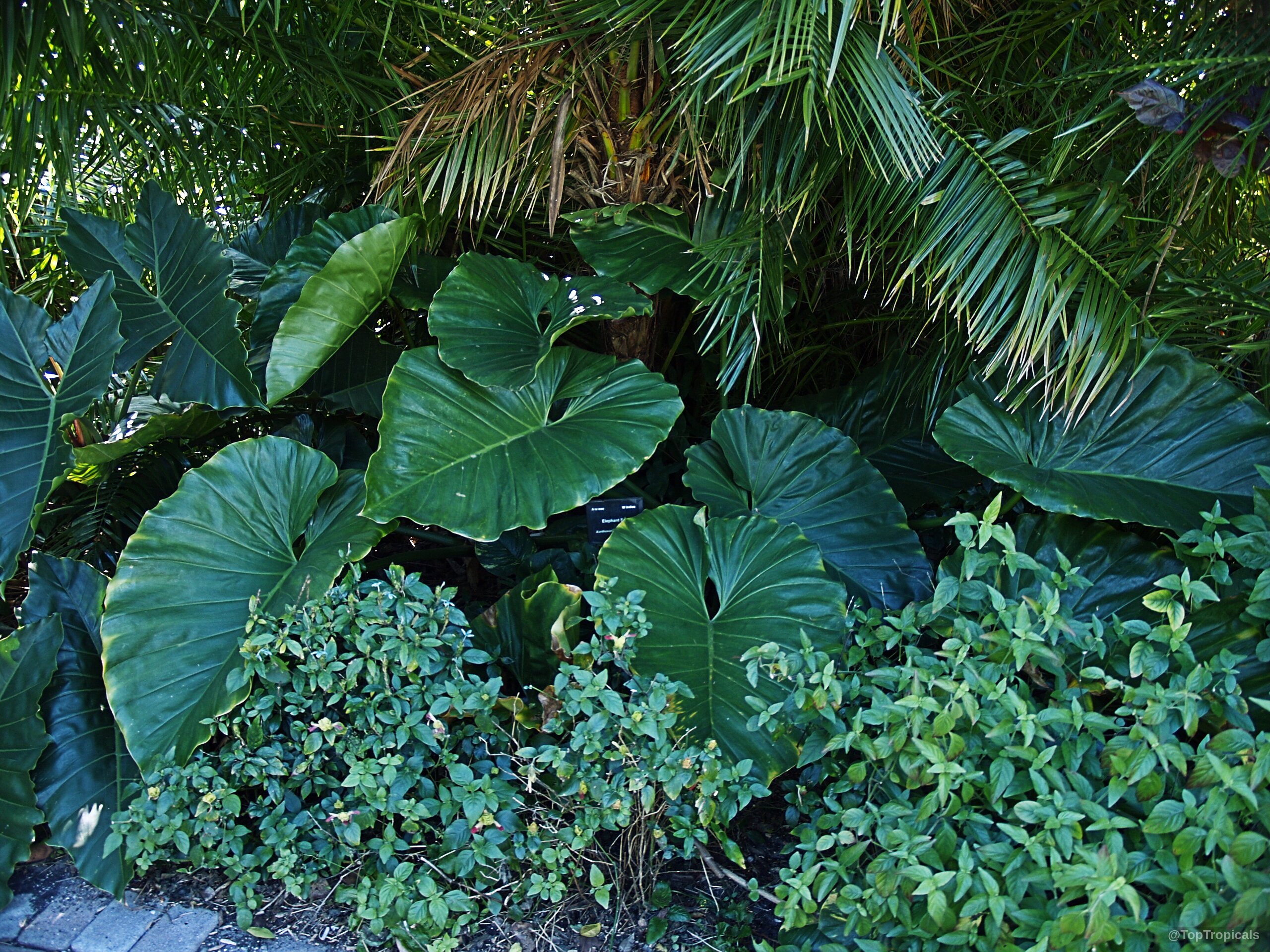 Xanthosoma sp. (Xanthosoma) with wide green leaves spreading near other foliage Xanthosoma sp. (Xanthosoma) with large green leaves on this tropical plant