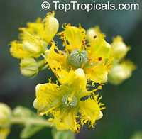 Ruta graveolens, Ruda, Meadow Rue, Herb of Grace, Garden Rue, Herbygrass, Weinkraut