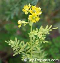 Ruta graveolens, Ruda, Meadow Rue, Herb of Grace, Garden Rue, Herbygrass, Weinkraut