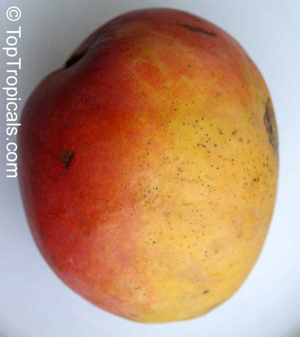 Mango tree Haden, Large size, Grafted (Mangifera indica)