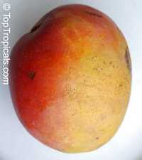 Mango tree Haden, Grafted (Mangifera indica)

Click to see full-size image