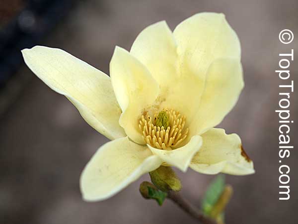 Magnolia x Elizabeth, Elizabeth Magnolia