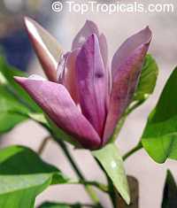 Magnolia x brooklynensis Black Beauty , Magnolia Black Beauty 

Click to see full-size image