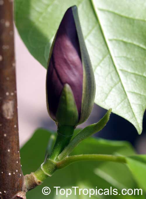 Magnolia x brooklynensis Black Beauty , Magnolia Black Beauty 