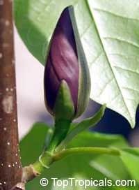 Magnolia x brooklynensis Black Beauty , Magnolia Black Beauty 

Click to see full-size image