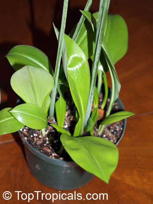 Eucrosia bicolor , Peruvian Lily