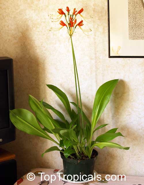 Eucrosia bicolor , Peruvian Lily