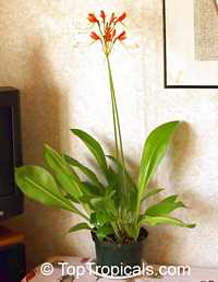 Eucrosia bicolor , Peruvian Lily

Click to see full-size image