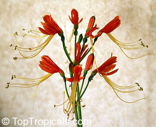 Eucrosia bicolor - Peruvian Lily